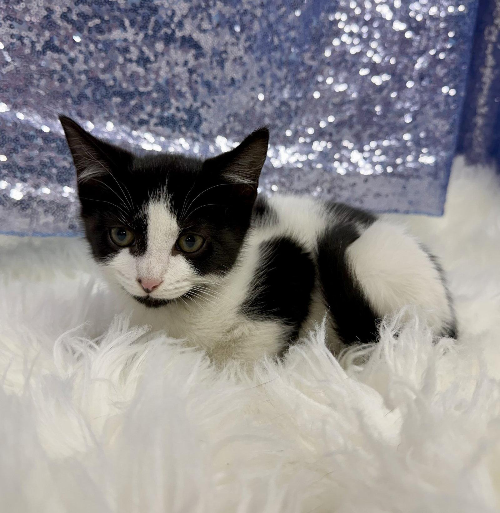 Enlarge Henry, a Adoptable Domestic Short Hair in Clarkesville, GA image 1/3