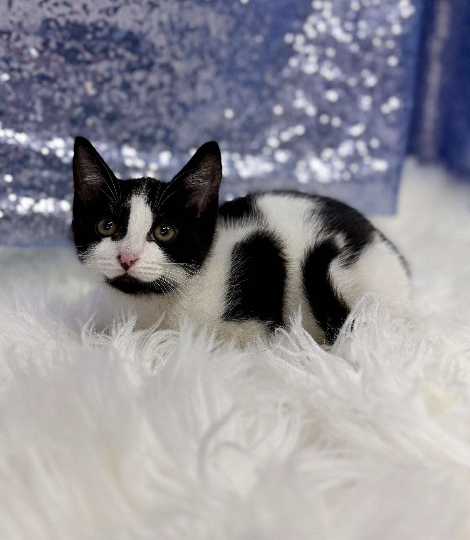 Enlarge Henry, a Adoptable Domestic Short Hair in Clarkesville, GA image 2/3