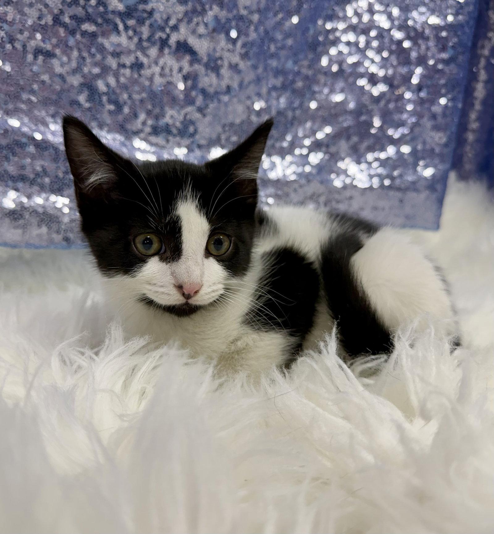 Enlarge Henry, a Adoptable Domestic Short Hair in Clarkesville, GA image 3/3