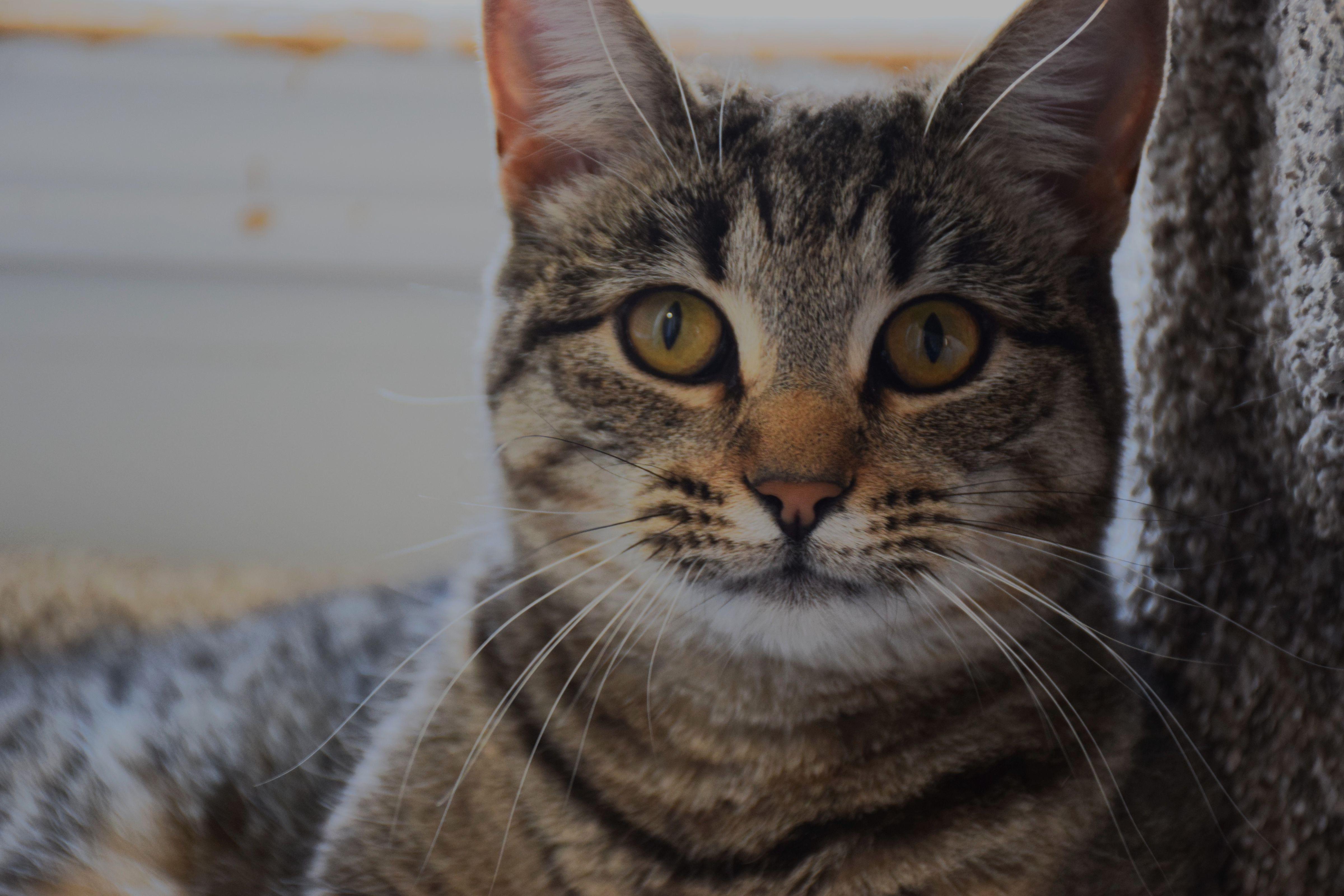 Killie, Adoptable, Young Female Domestic Short Hair.