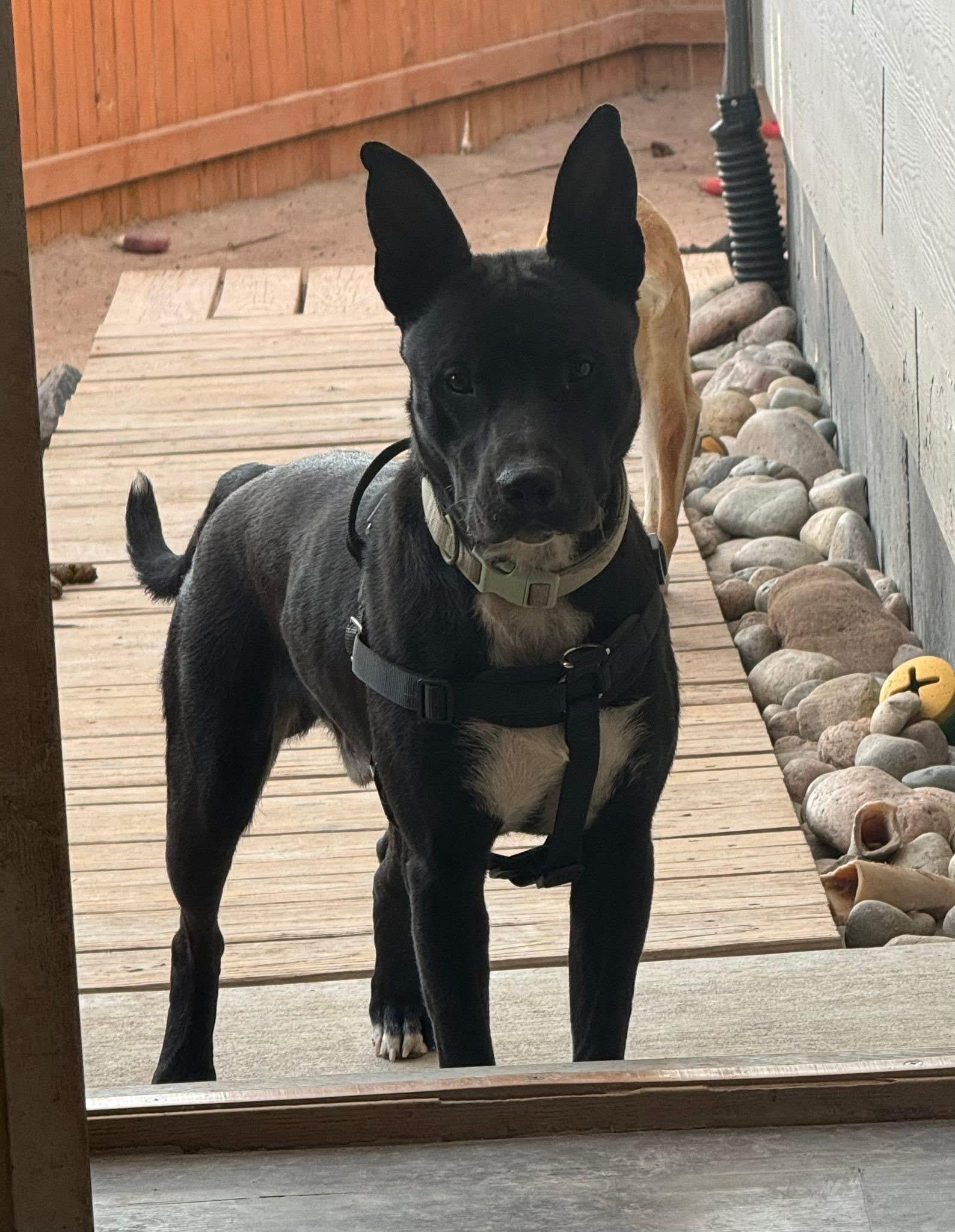 Enlarge Josiah, a Adoptable mixed breed in Parker, CO image 1/3