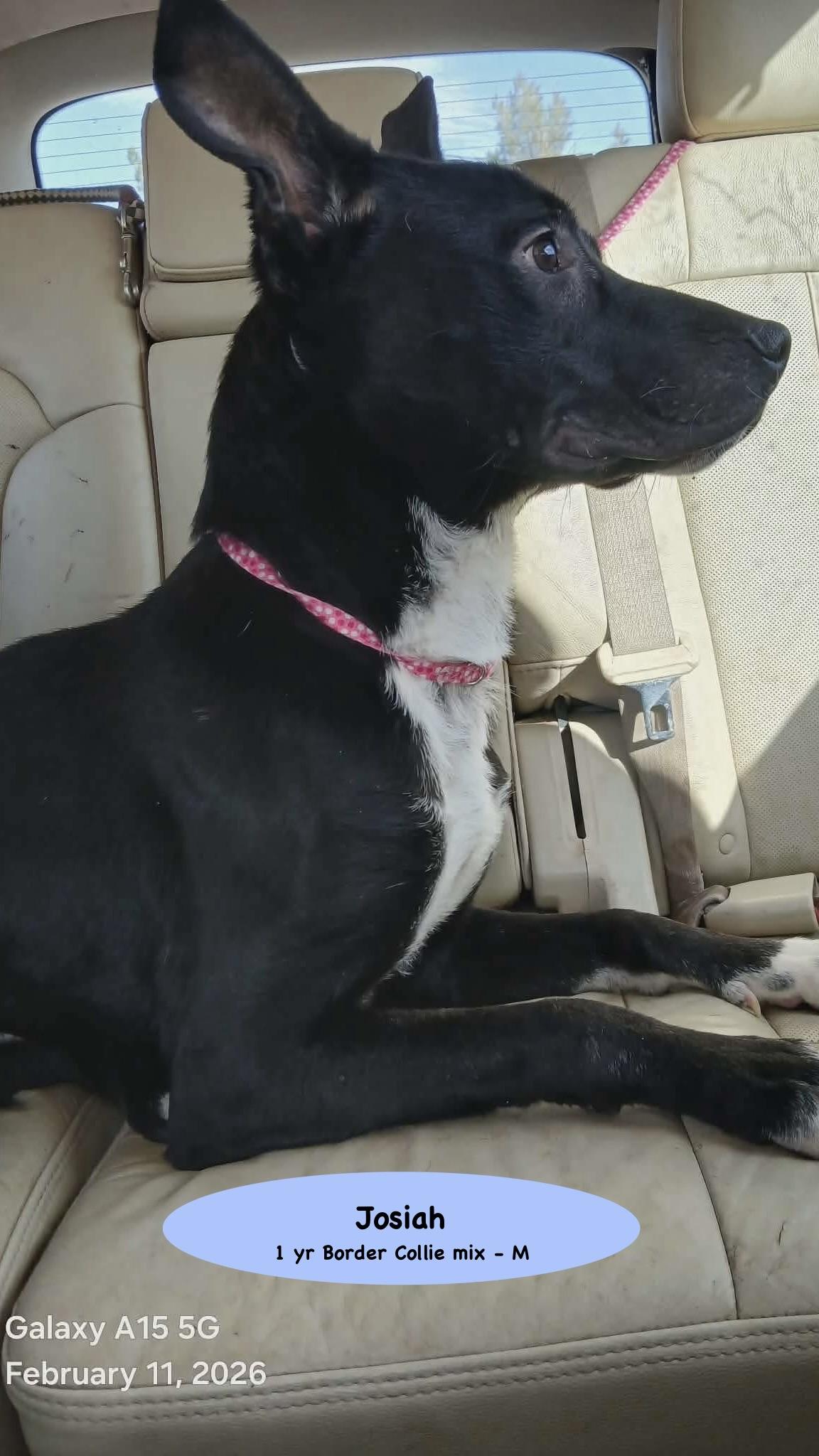 Enlarge Josiah, a Adoptable mixed breed in Parker, CO image 3/3