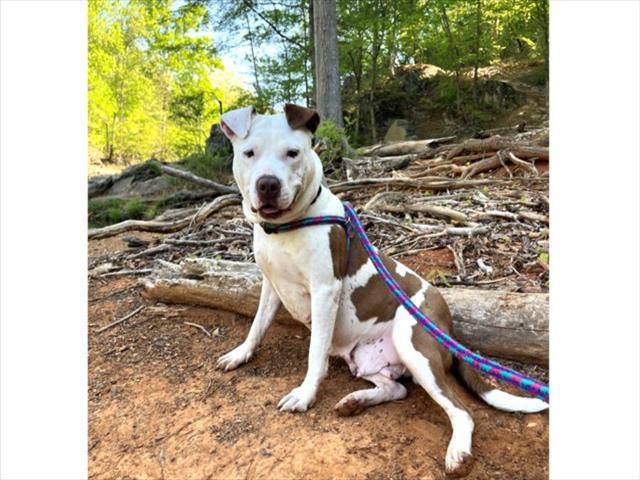 Enlarge CICI**, a Adoptable mixed breed in Chapel Hill, NC image 1/1