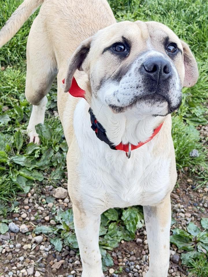 Bake, ADOPTABLE, Young Male Shar-Pei & American Staffordshire Terrier.