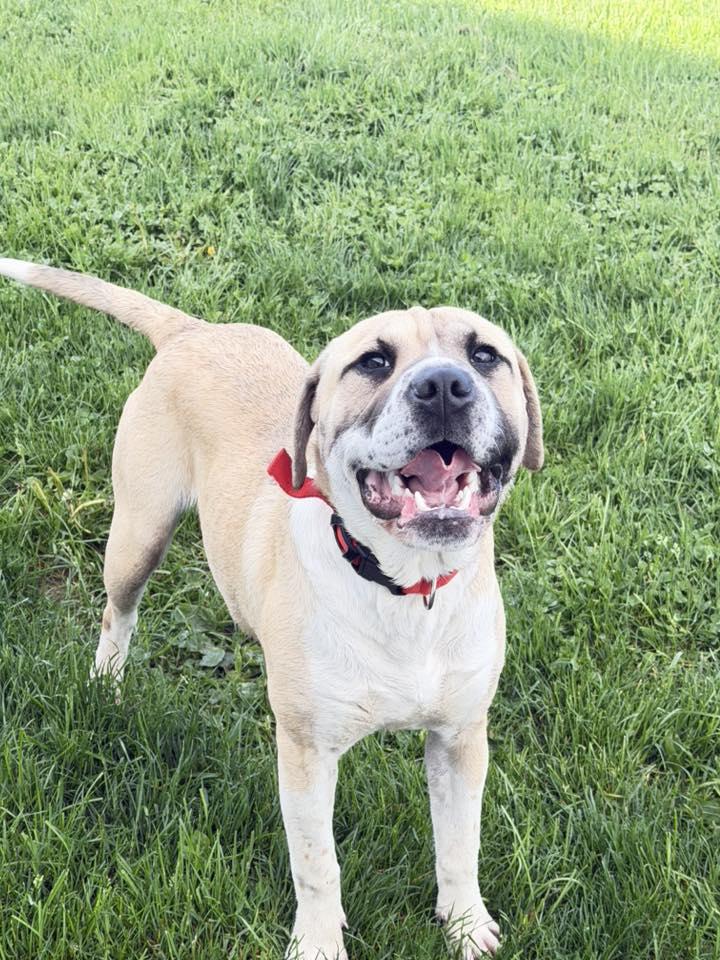 Enlarge Bake, a ADOPTABLE mixed breed in Millersburg, OH image 3/3