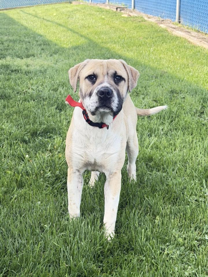 Enlarge Bake, a ADOPTABLE mixed breed in Millersburg, OH image 2/3