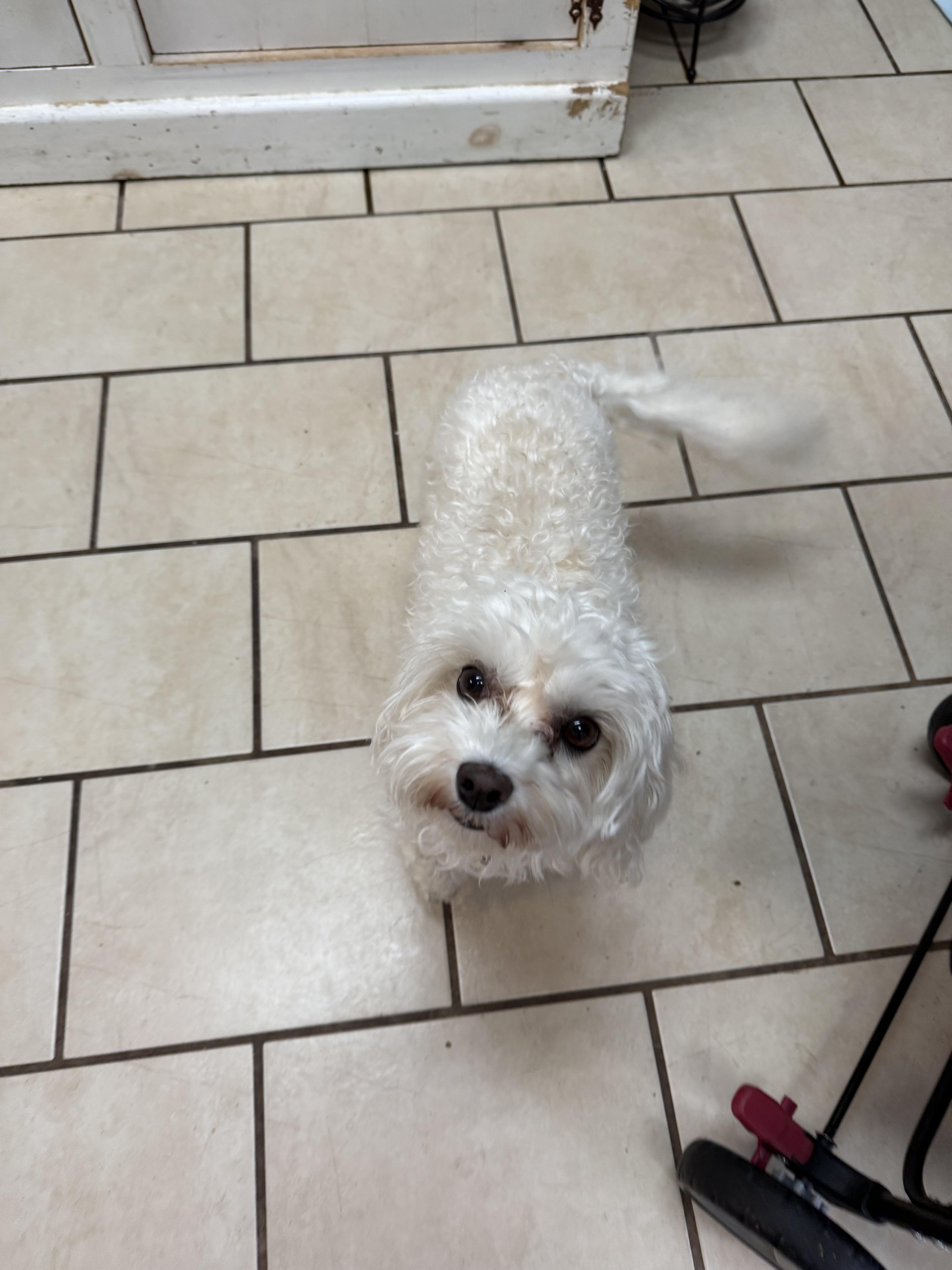 Josie