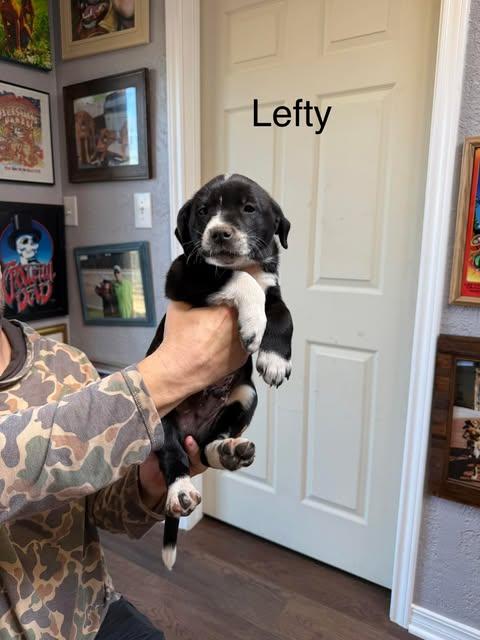 Enlarge Lefty, a ADOPTABLE mixed breed in Wichita Falls, TX image 1/1