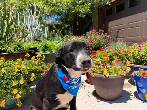 Enlarge Lefty, a ADOPTABLE mixed breed in Wichita Falls, TX image 1/2