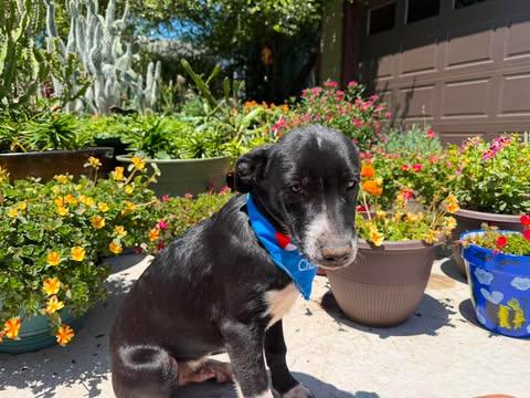 Enlarge Lefty, a ADOPTABLE mixed breed in Wichita Falls, TX image 2/2