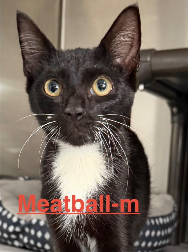 Enlarge Meatball 26, a Adoptable mixed breed in Brookhaven, MS image 1/1