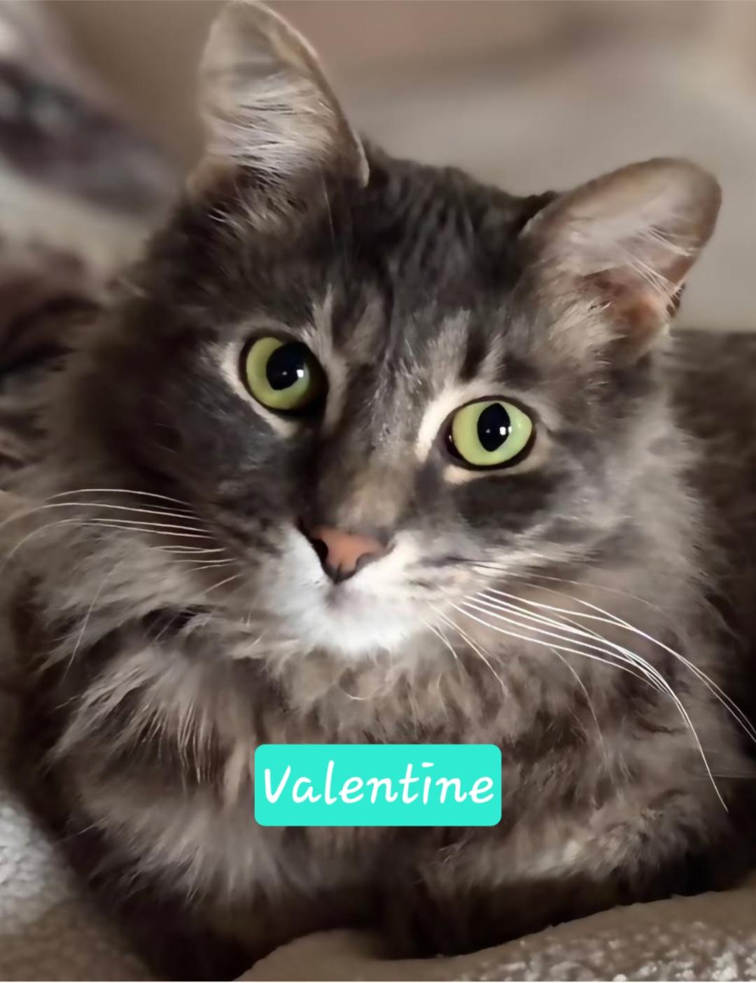 Enlarge Midnight & Valentine-BONDED PAIR, an adopted mixed breed in West Hartford, CT image 4/5