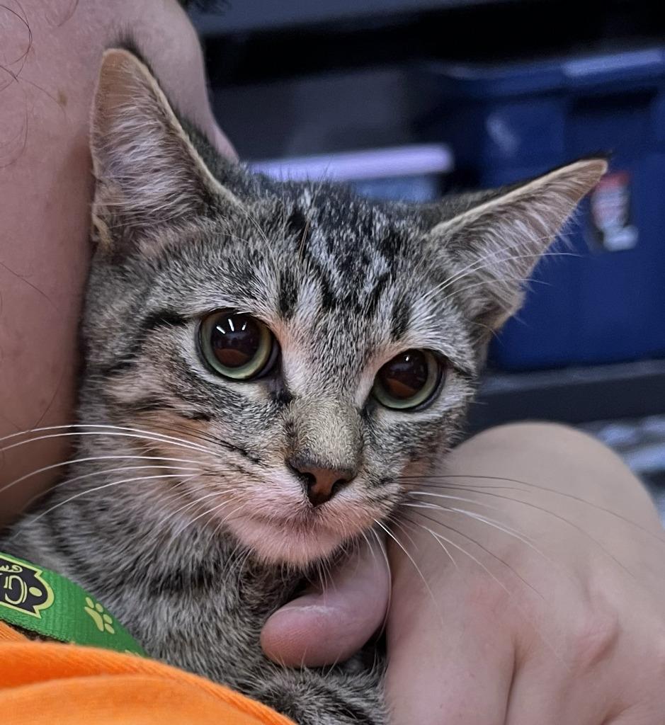 Enlarge Billie, a Adoptable mixed breed in St. Cloud, MN image 1/1