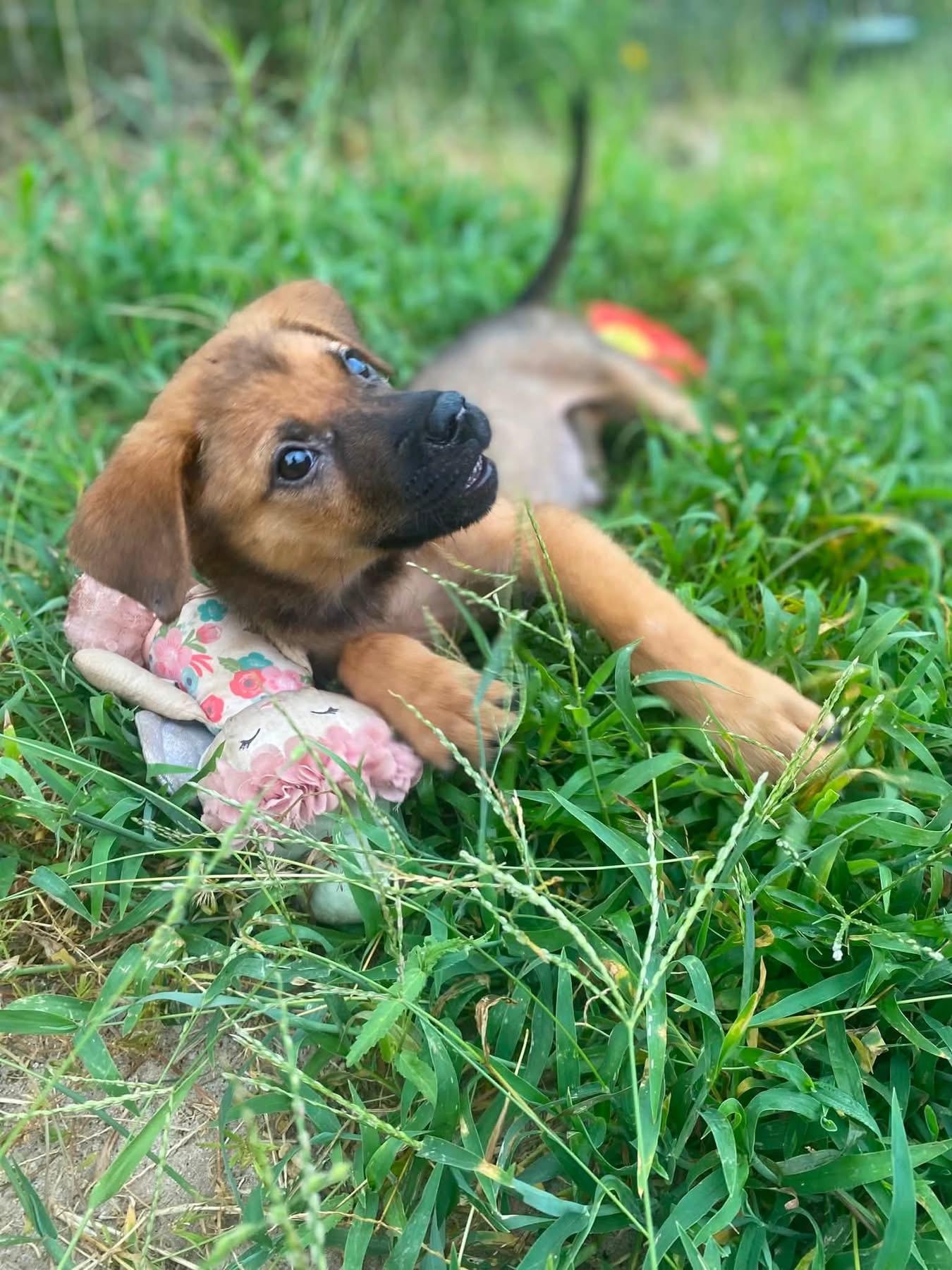 Enlarge Lucy, a ADOPTABLE mixed breed in San Antonio, TX image 4/4