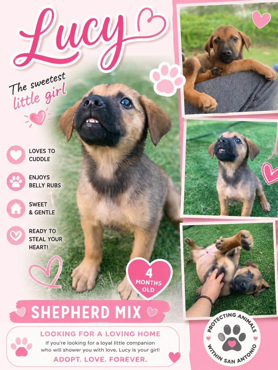 Enlarge Lucy, a ADOPTABLE mixed breed in San Antonio, TX image 2/4