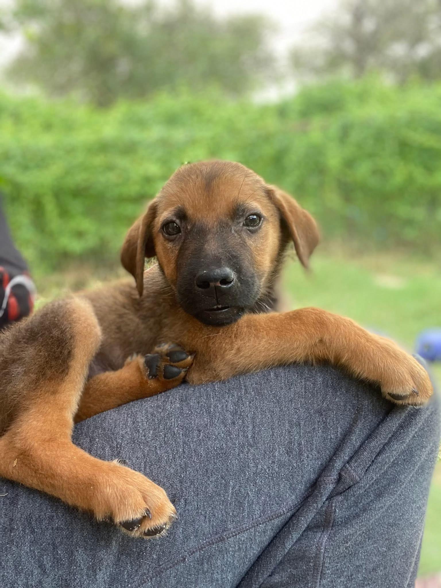 Enlarge Lucy, a ADOPTABLE mixed breed in San Antonio, TX image 1/4