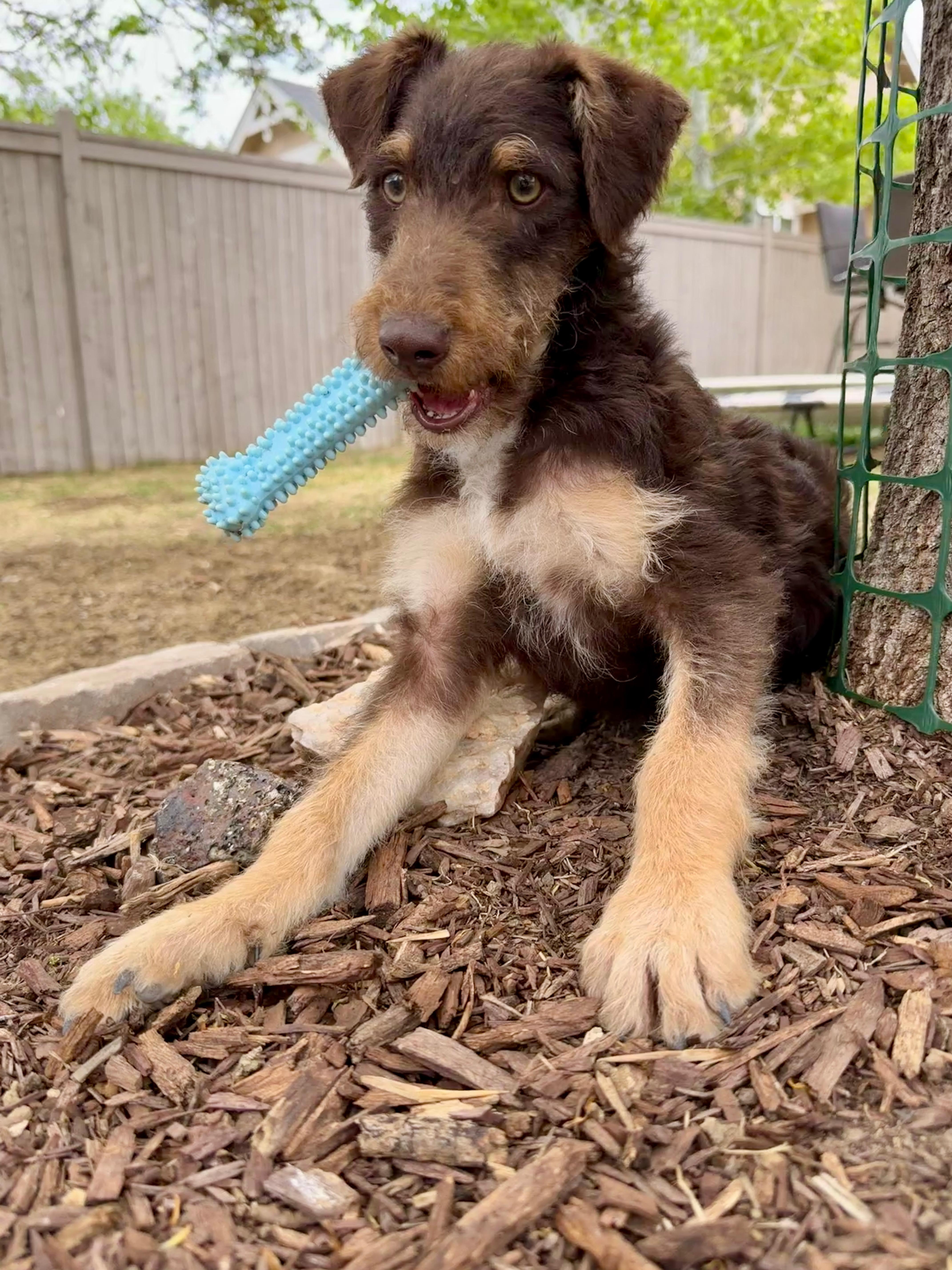 Enlarge Rufus, a ADOPTABLE mixed breed in Fort Collins, CO image 3/6