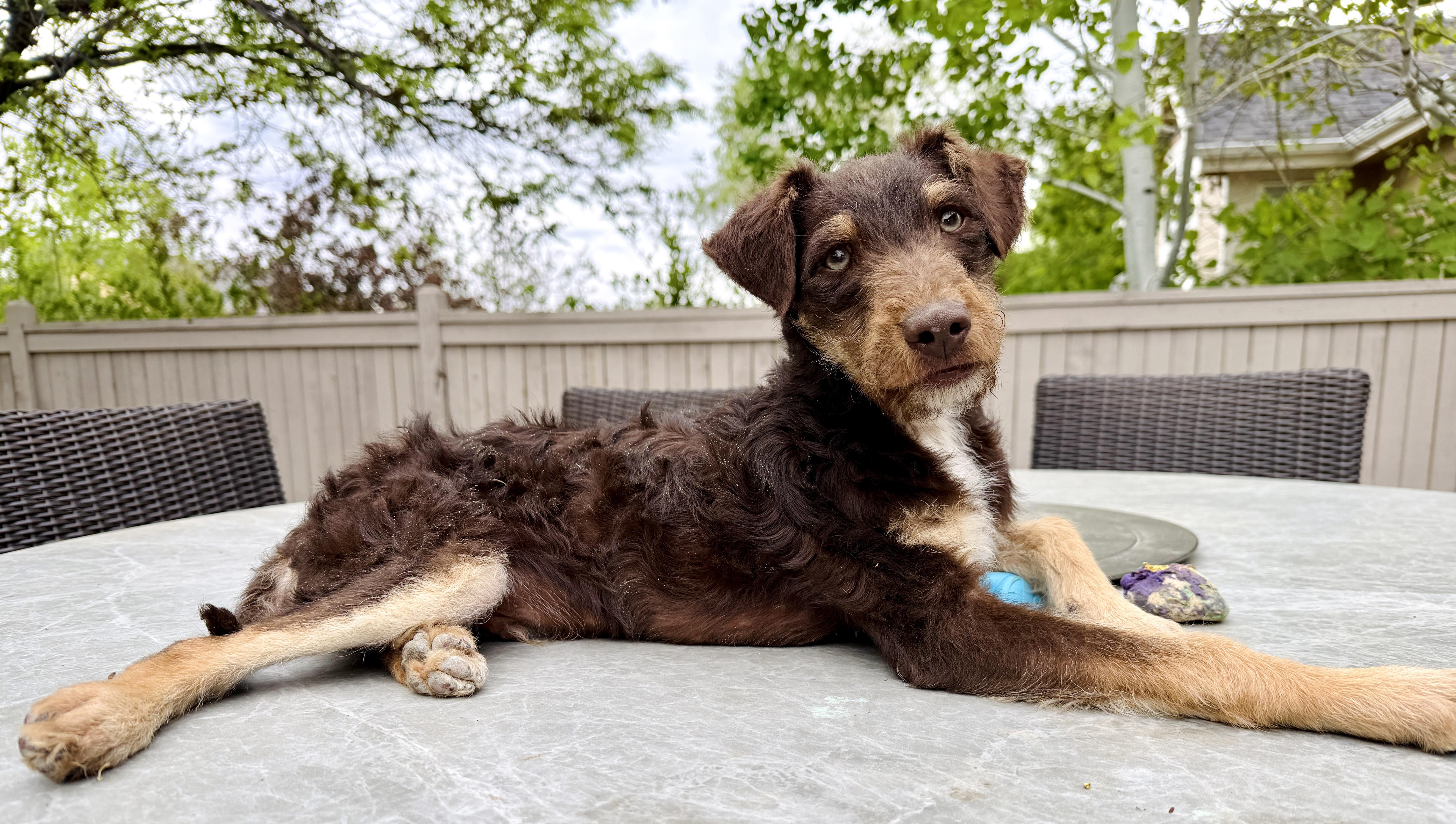 Enlarge Rufus, a ADOPTABLE mixed breed in Fort Collins, CO image 4/6
