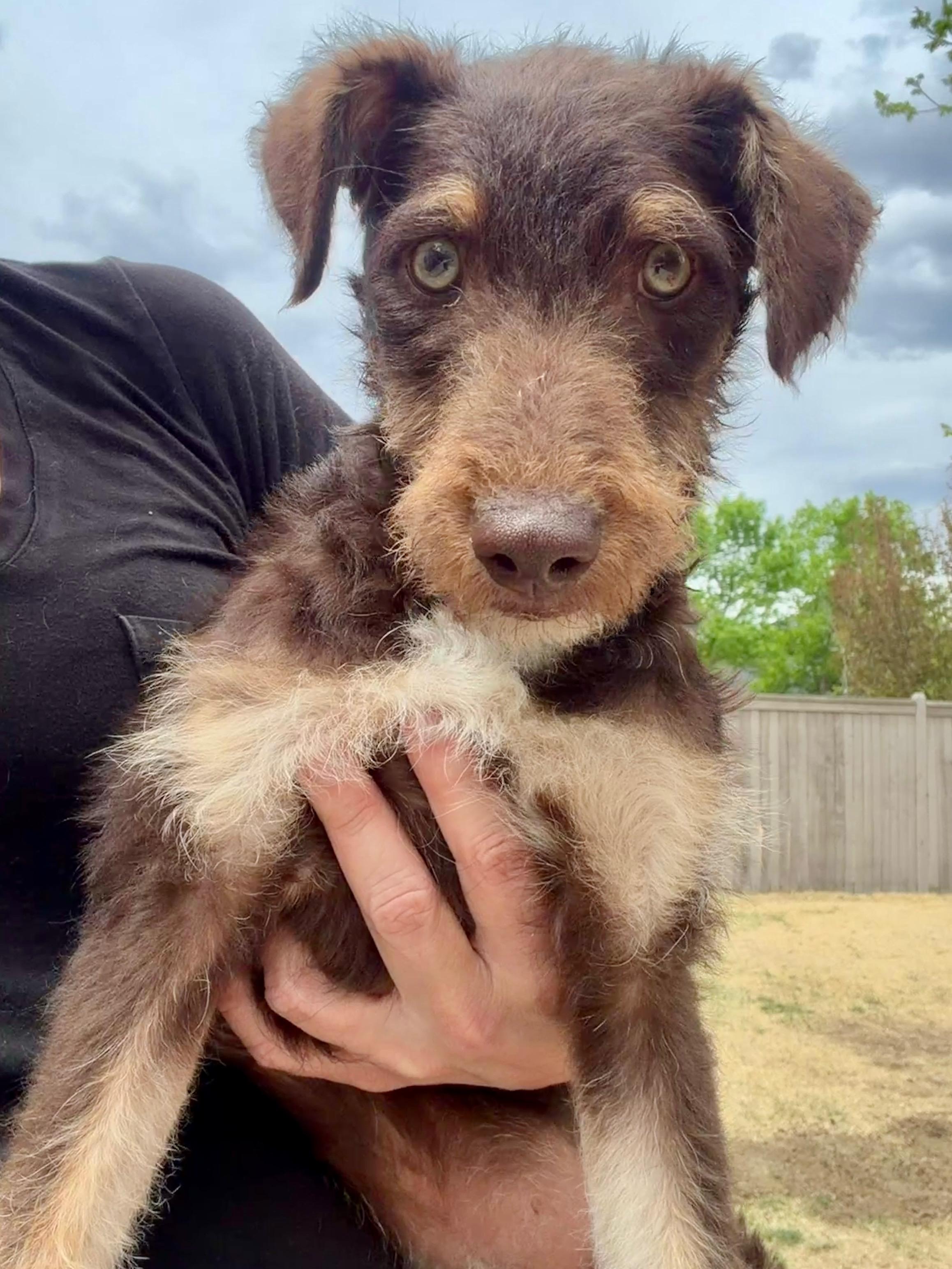Enlarge Rufus, a ADOPTABLE mixed breed in Fort Collins, CO image 2/6