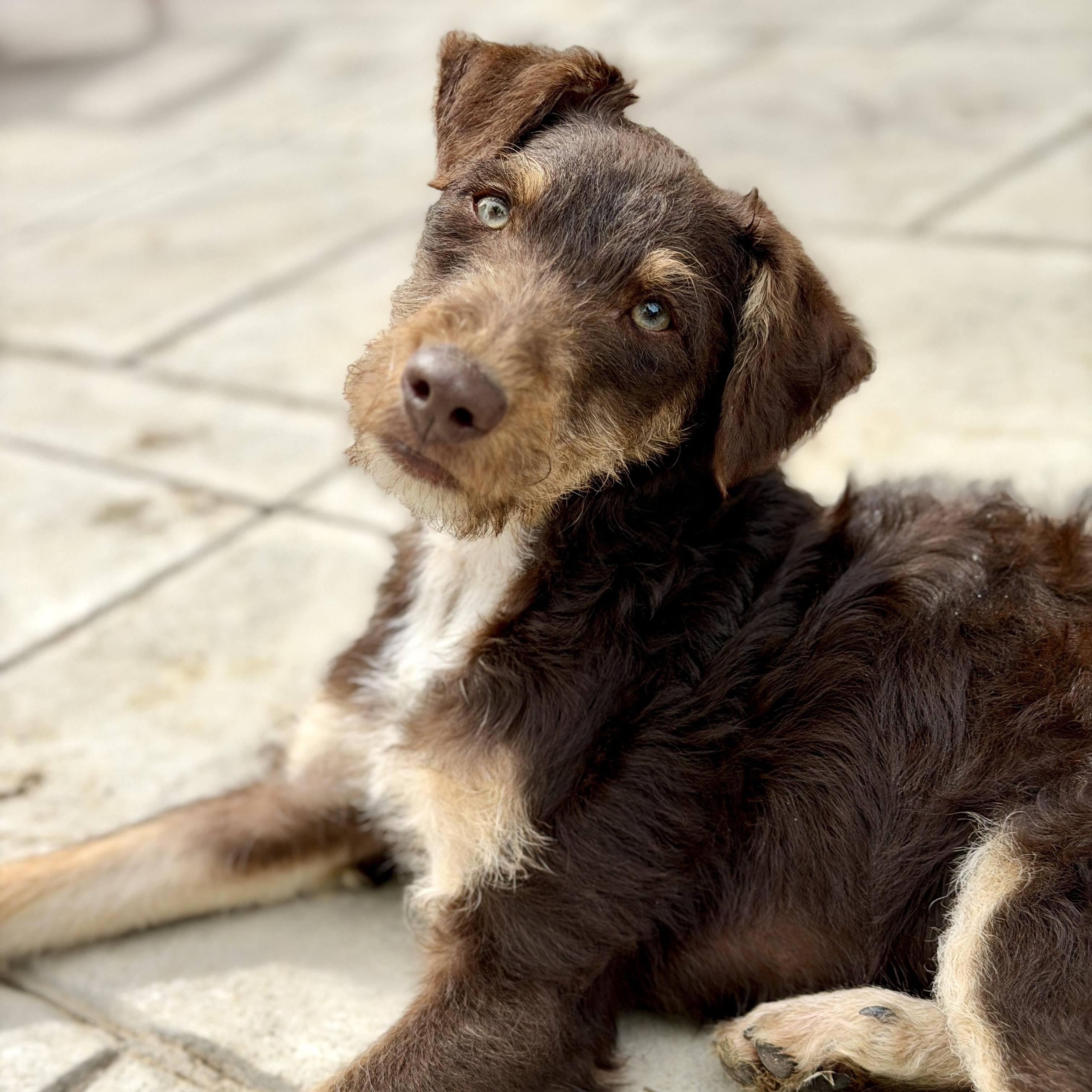 Rufus, ADOPTABLE, Puppy Male Schnauzer & Terrier.