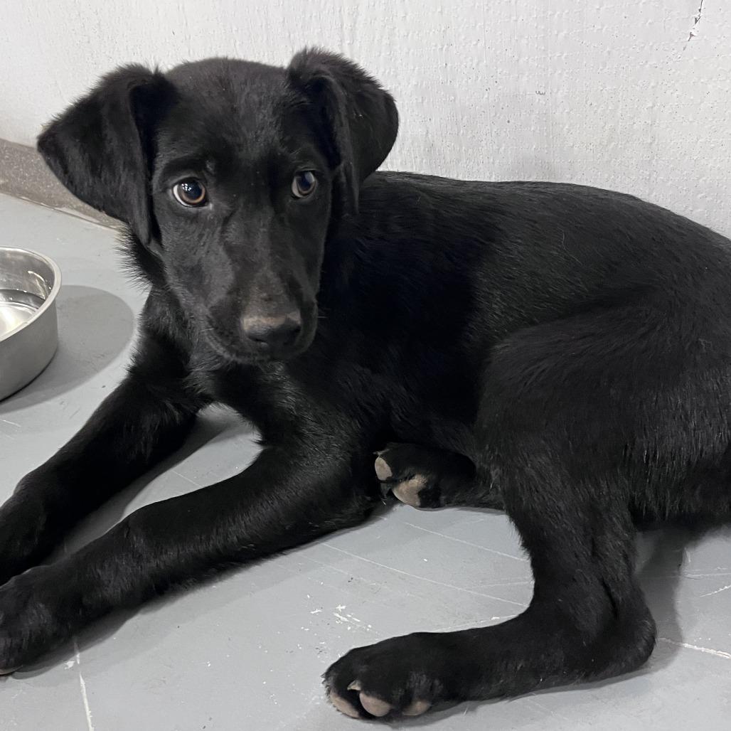 Enlarge GG(Edwards Litter), a Adoptable mixed breed in Lenoir, NC image 2/4