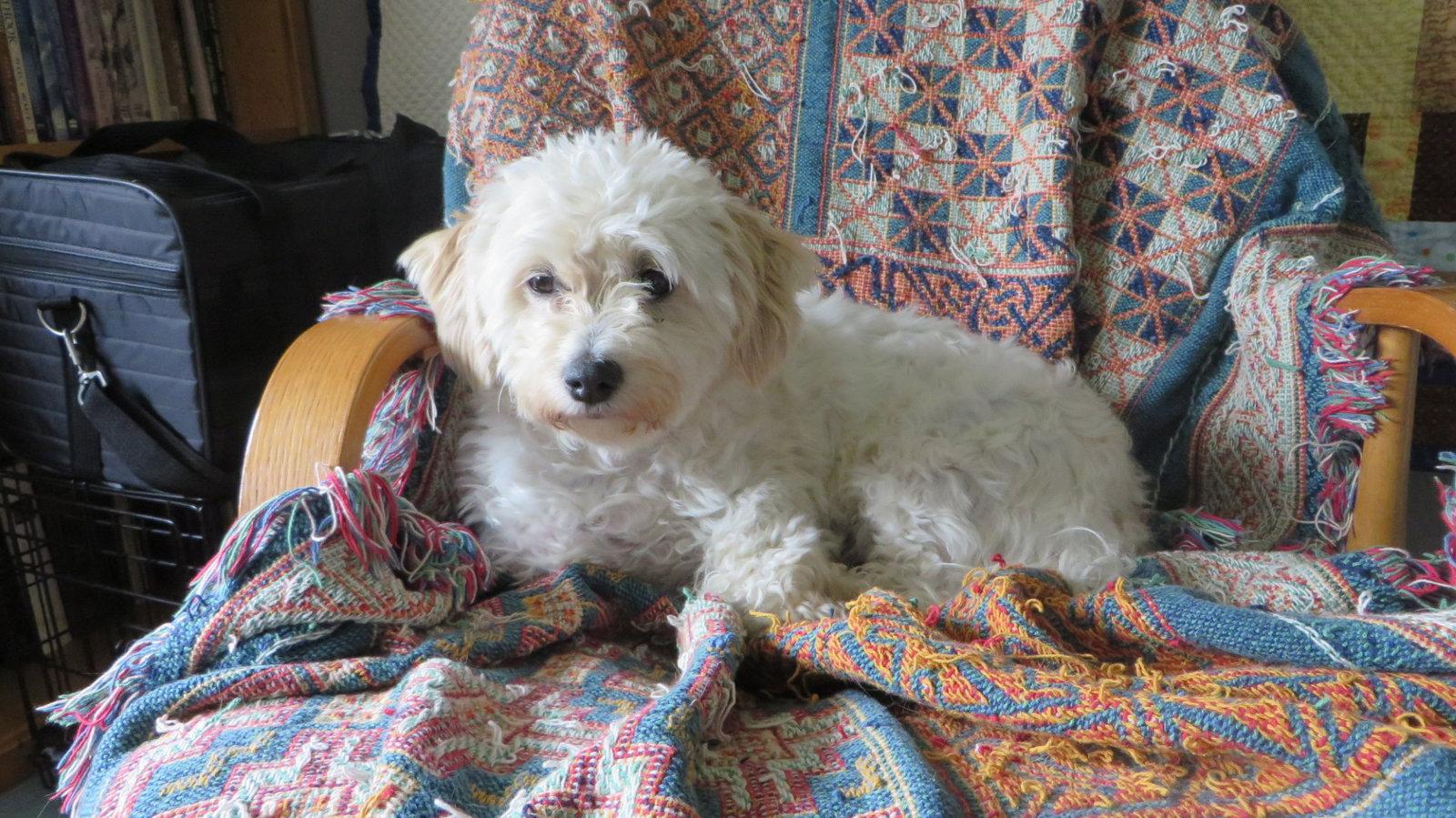Molly, Adoptable, Adult Female Bichon Frise & Dachshund.