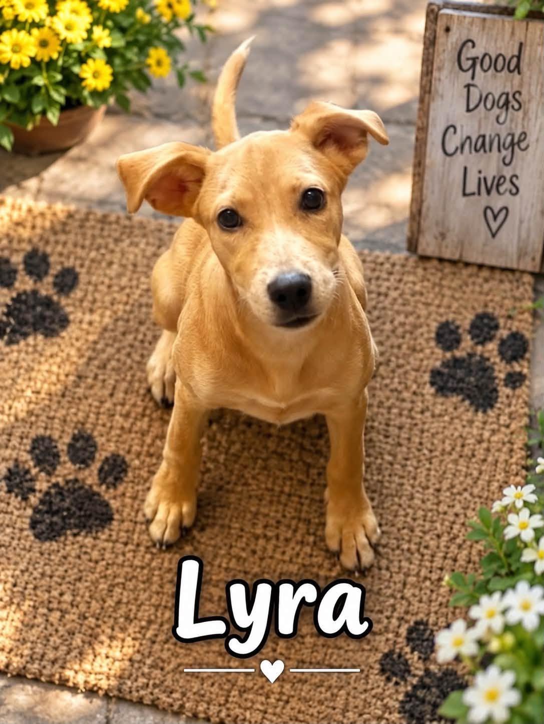 Lyra, Adoptable, Puppy Female Mixed Breed.