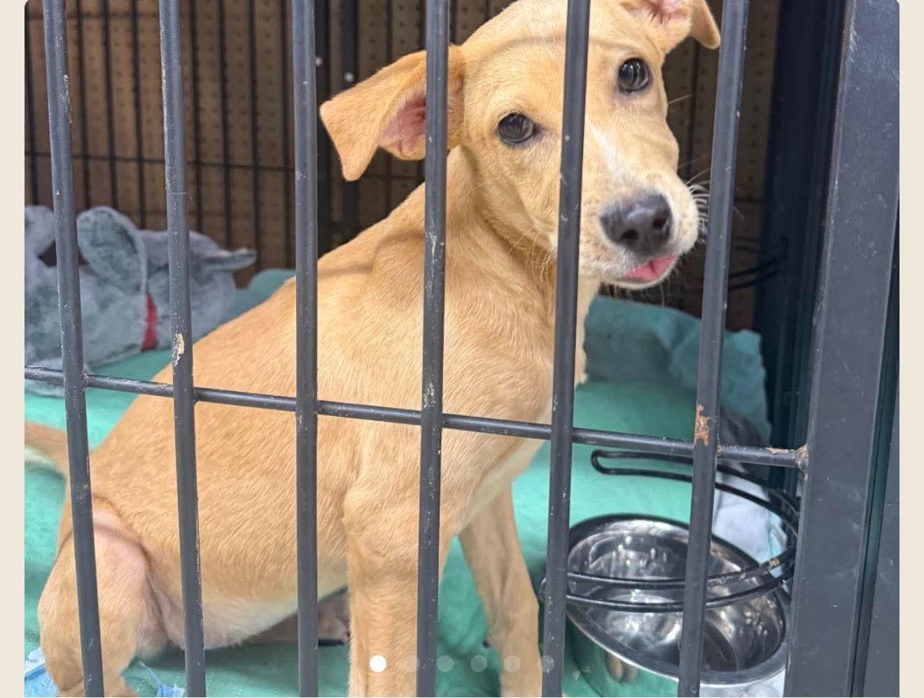 Enlarge Lyra, a Adoptable Mixed Breed in Rock Hill, NY image 3/3