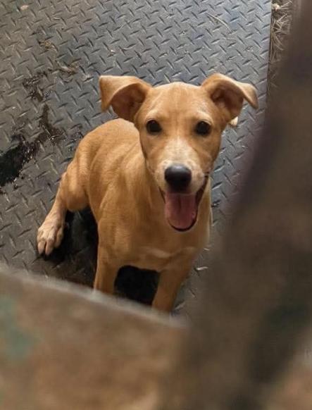 Enlarge Lyra, a Adoptable Mixed Breed in Rock Hill, NY image 2/3