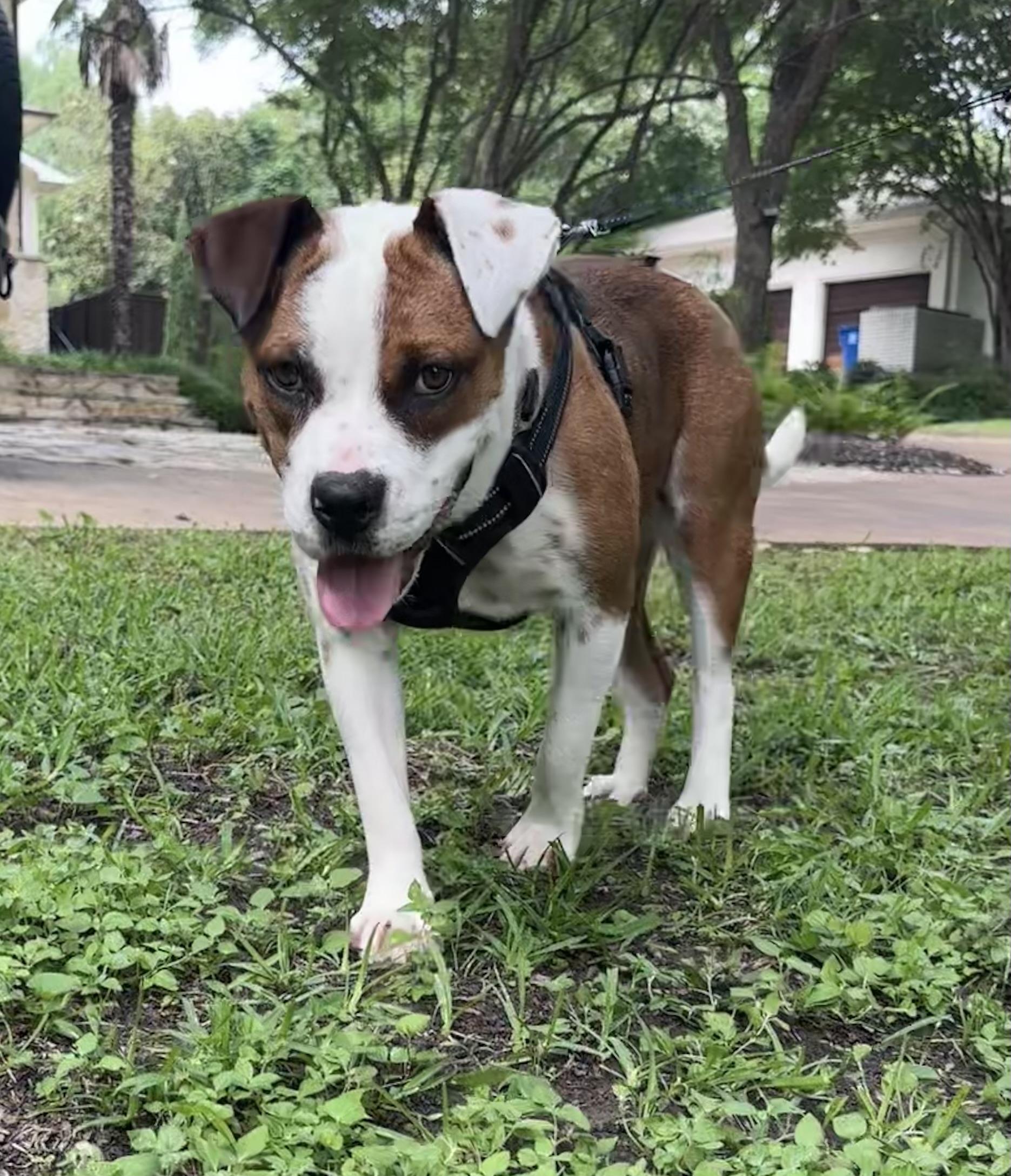 Daisy, Adopted, Young Female Bulldog & Australian Cattle Dog / Blue Heeler.