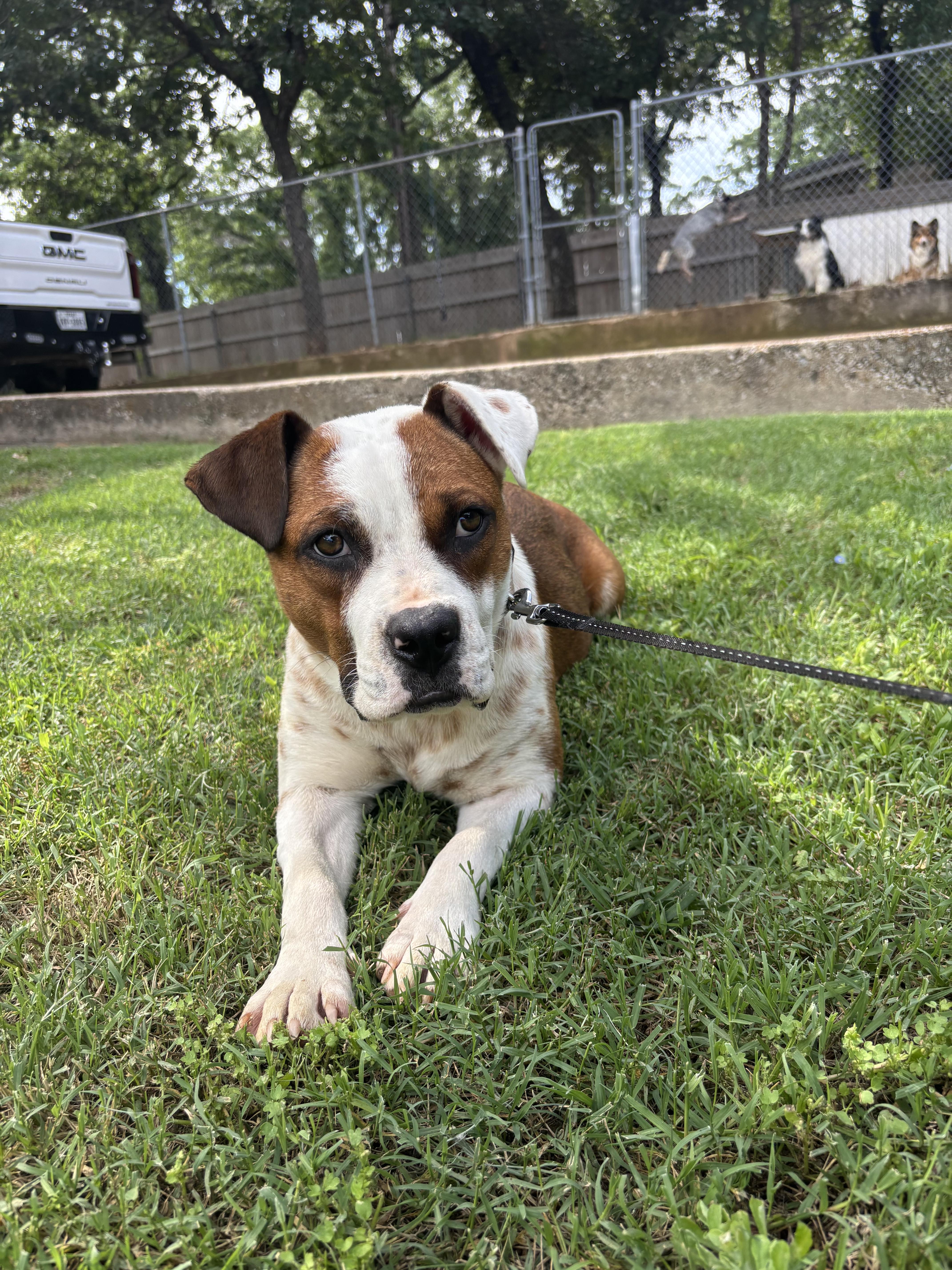 Enlarge Daisy, a Adopted mixed breed in Dallas, TX image 2/6