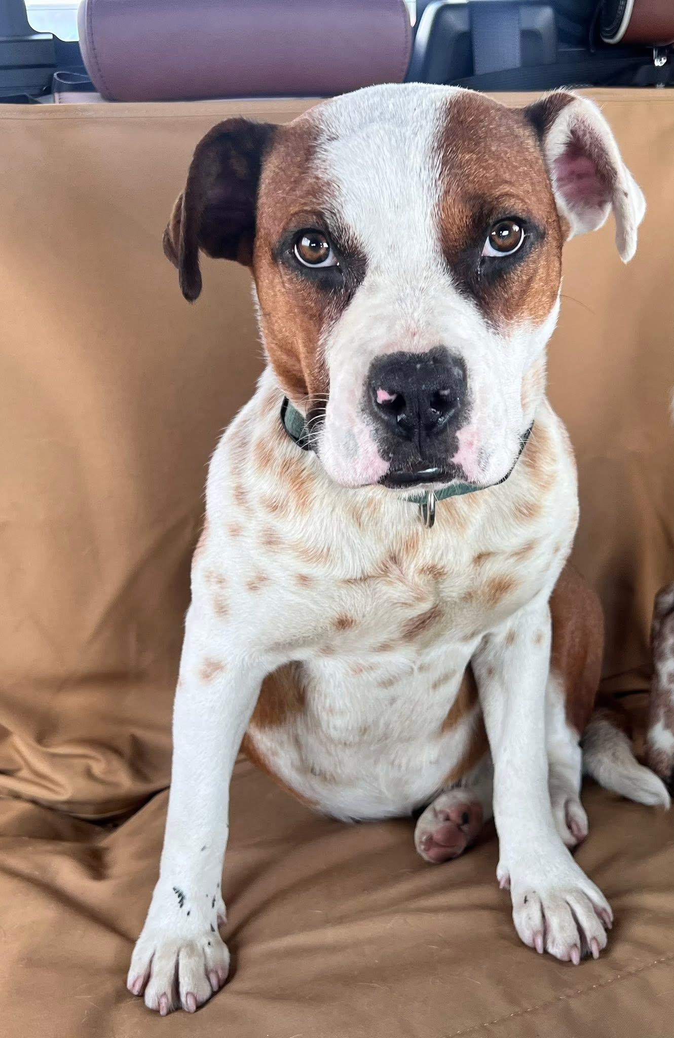 Enlarge Daisy, a Adopted mixed breed in Dallas, TX image 3/6