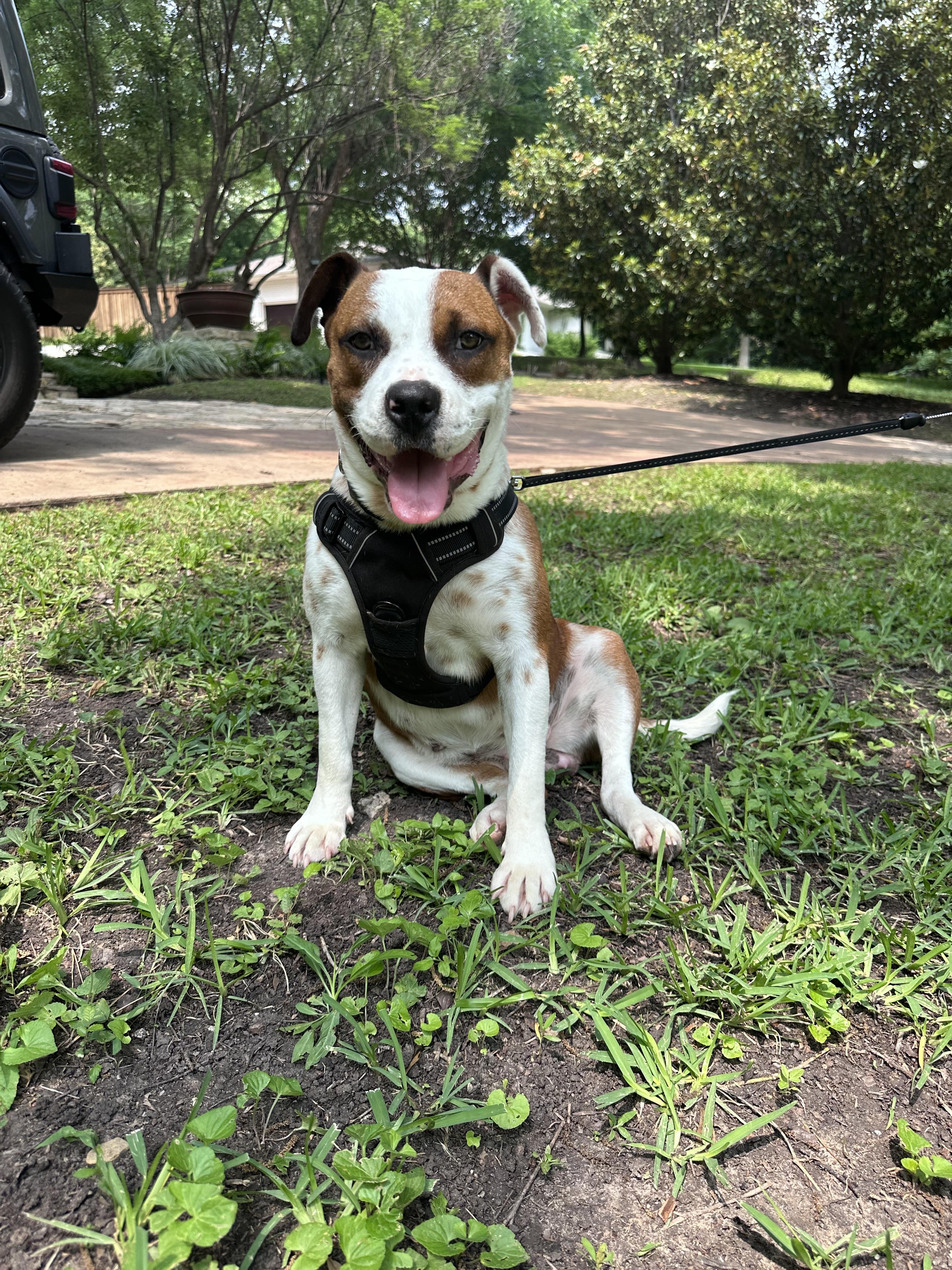 Enlarge Daisy, a Adopted mixed breed in Dallas, TX image 4/6