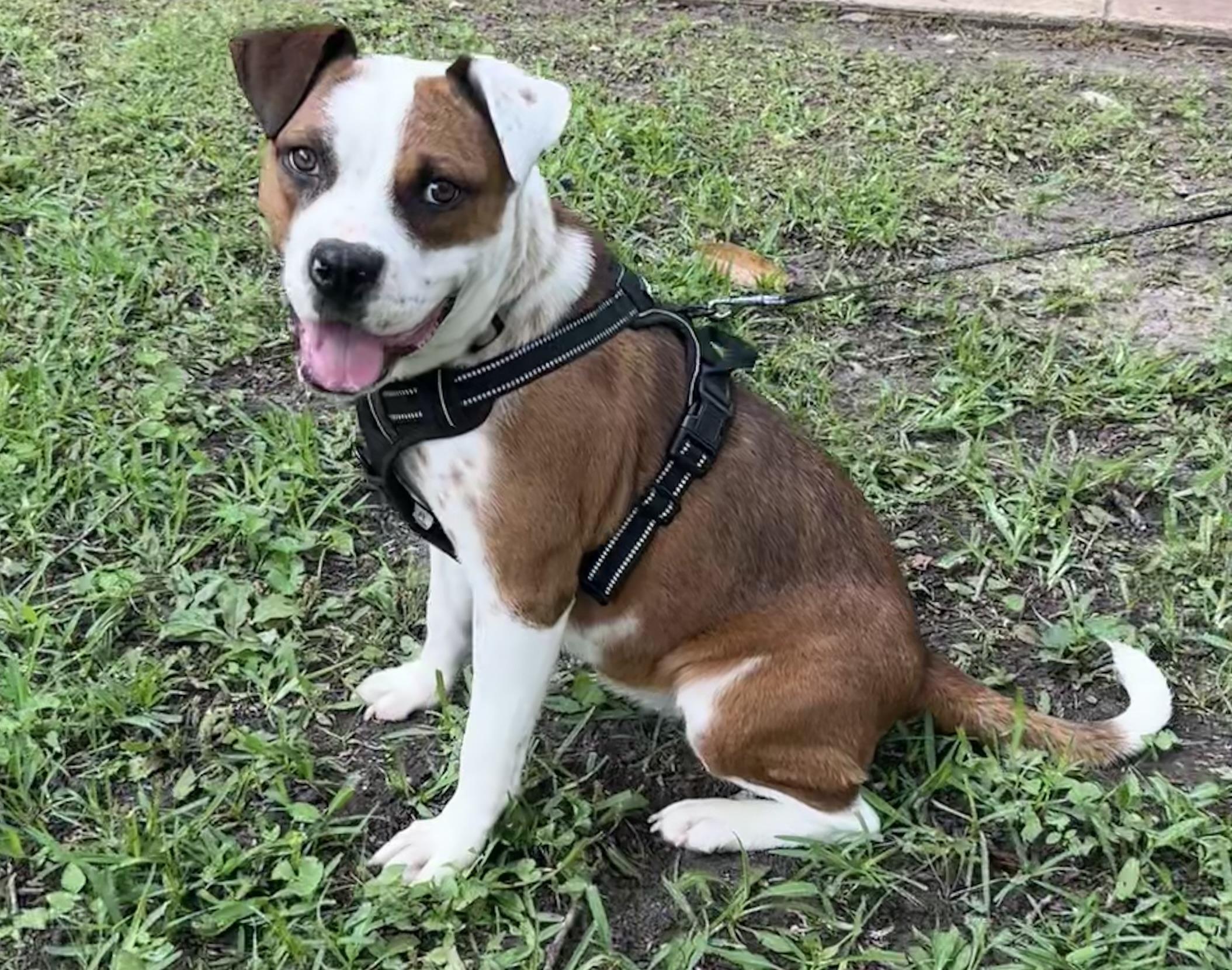 Enlarge Daisy, a Adopted mixed breed in Dallas, TX image 5/6