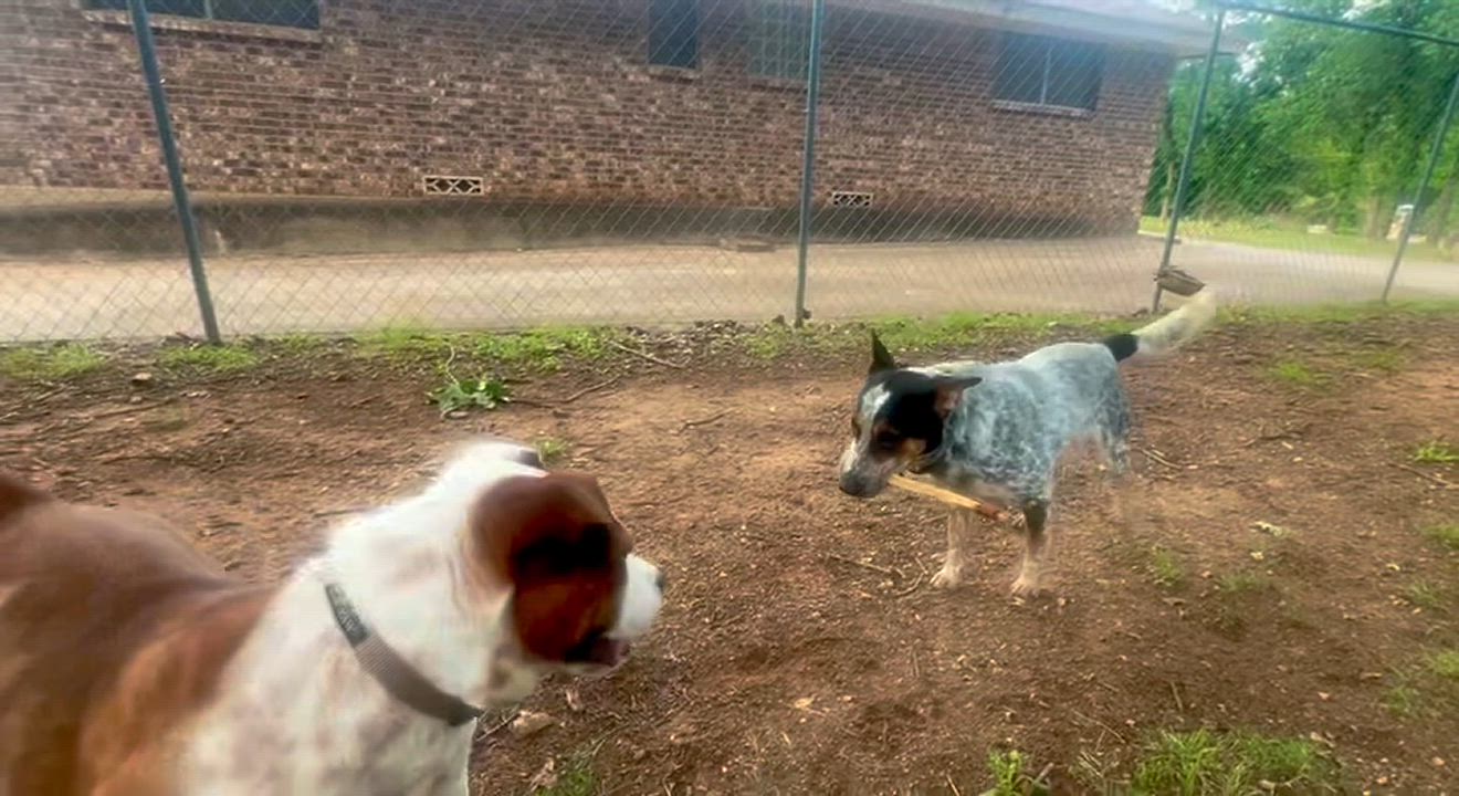 Enlarge Daisy, a Adopted mixed breed in Dallas, TX video 6/6