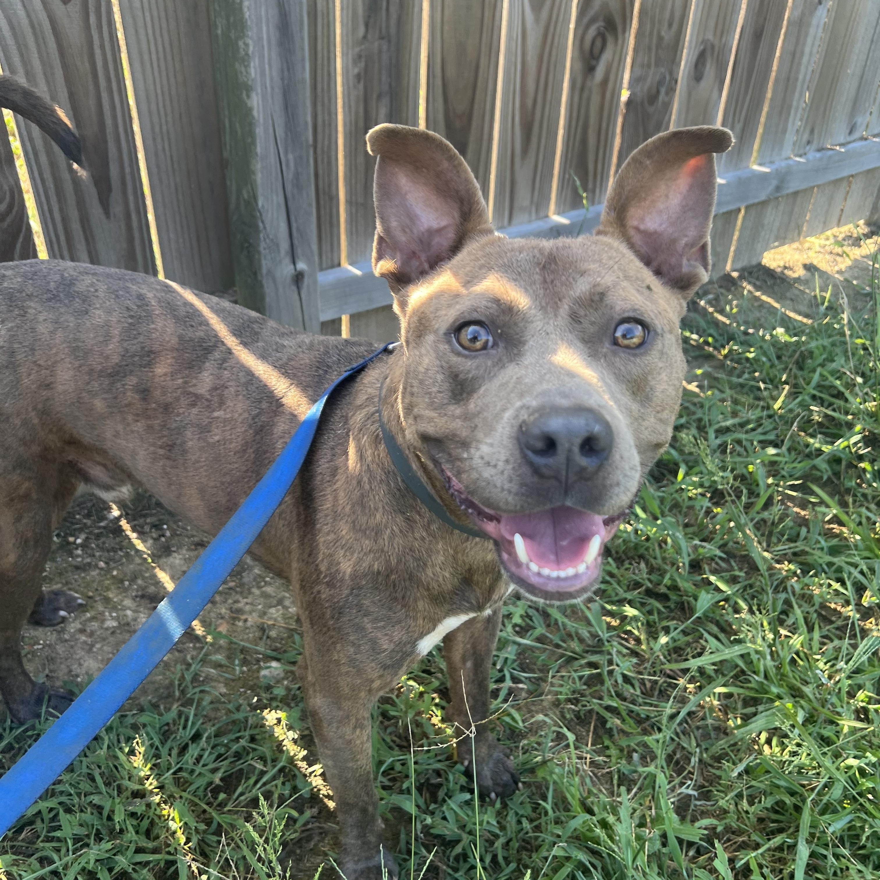 Bronx, a Adoptable mixed breed in Charlotte, NC image 2/5