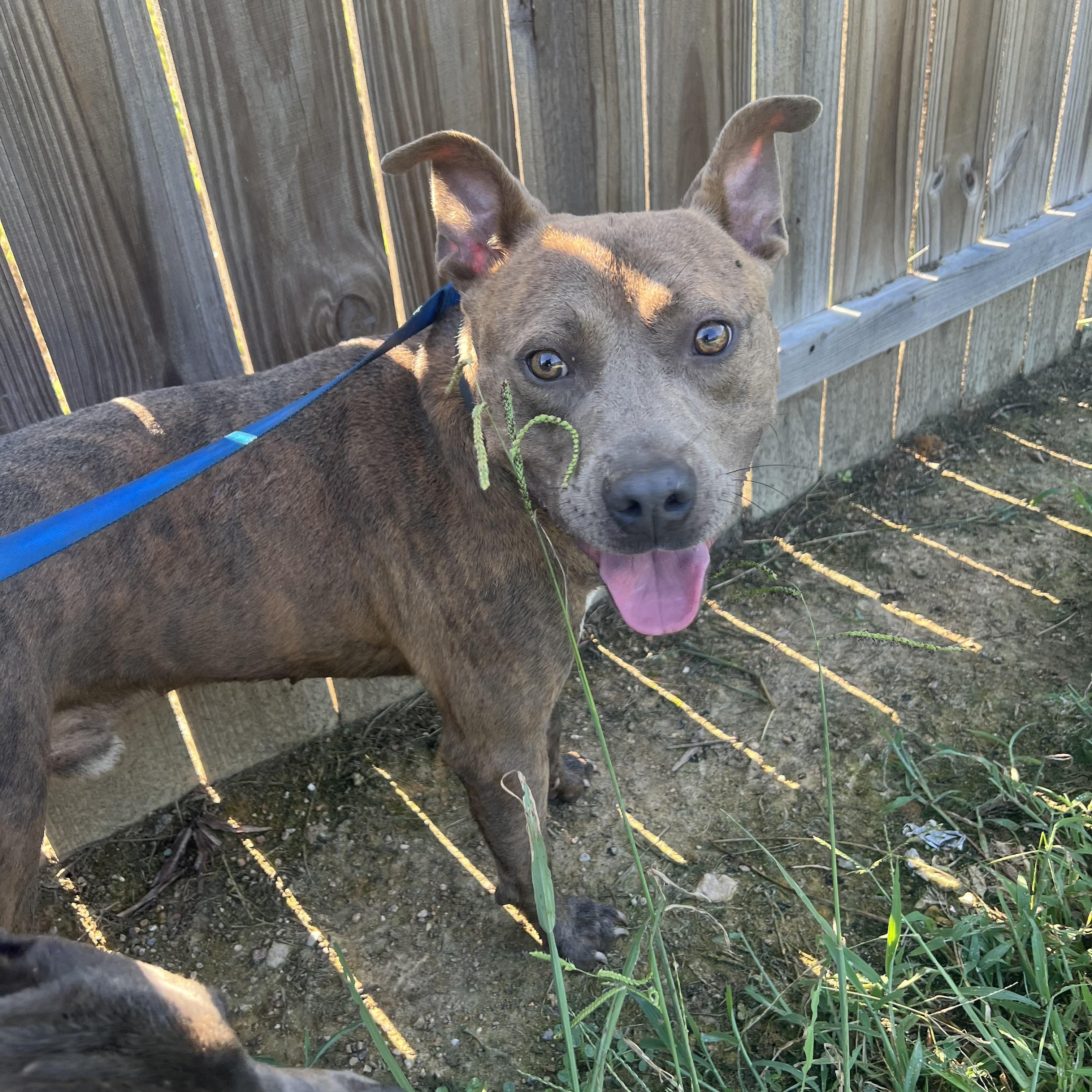 Bronx, a Adoptable mixed breed in Charlotte, NC image 3/5