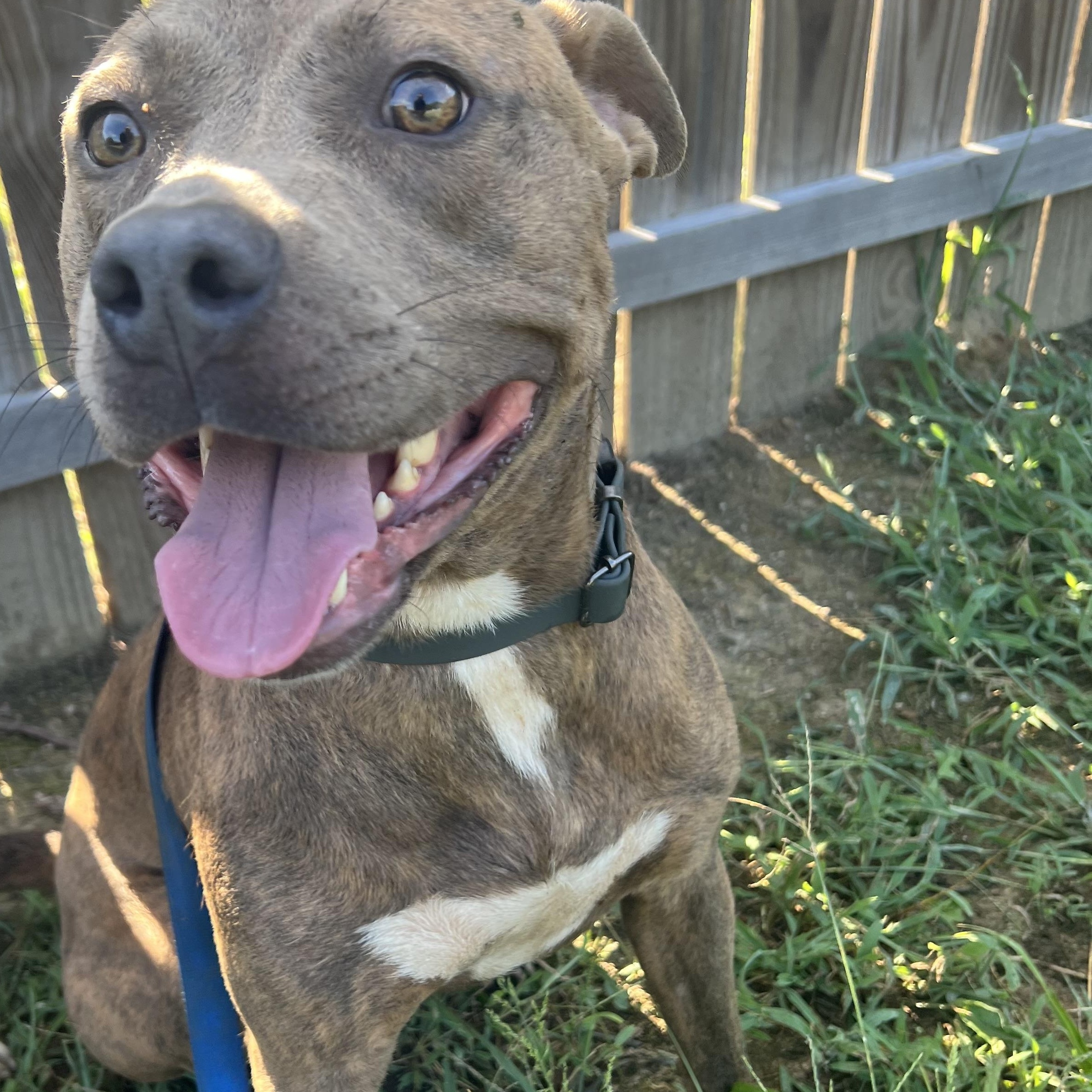Bronx, a Adoptable mixed breed in Charlotte, NC image 4/5