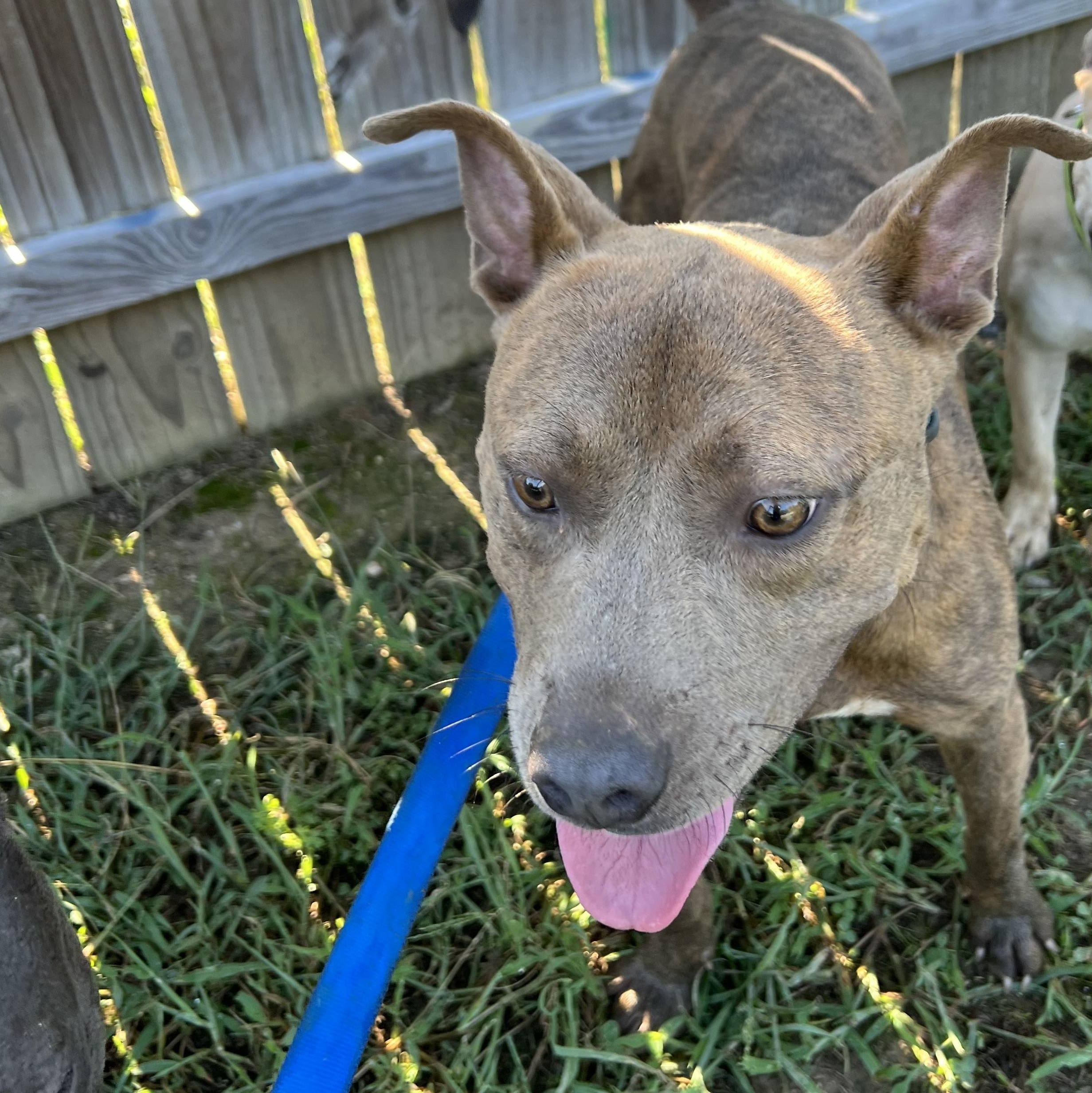 Bronx, a Adoptable mixed breed in Charlotte, NC image 5/5