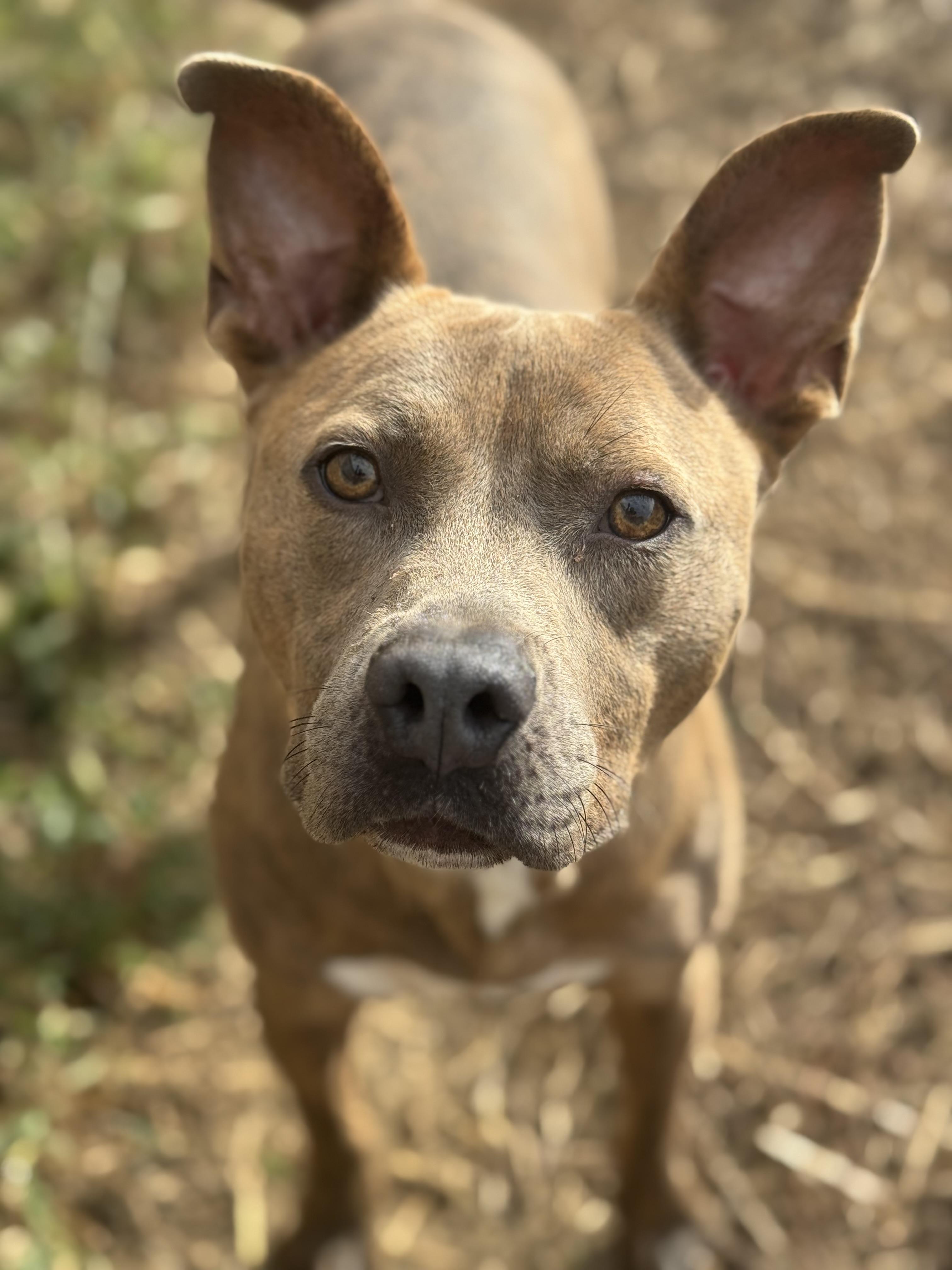 Bronx, Adoptable, Young Male Pit Bull Terrier.