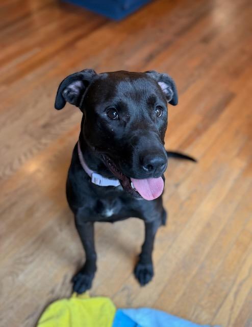 Enlarge CHARLOTTE, a Adoptable mixed breed in Alpharetta, GA image 1/6