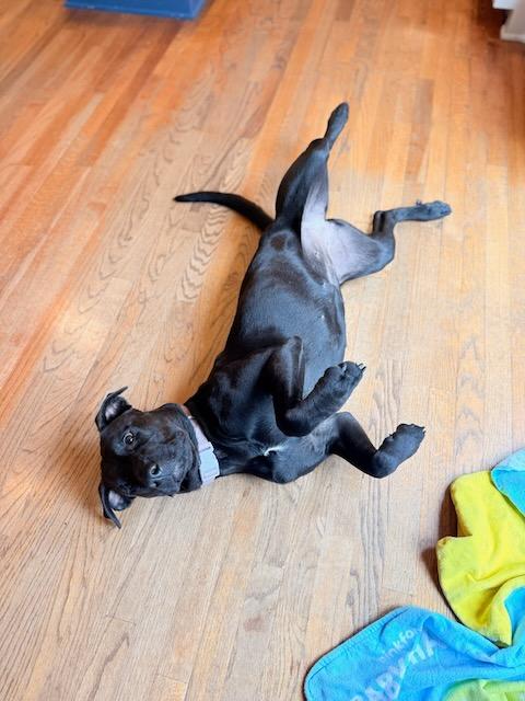 Enlarge CHARLOTTE, a Adoptable mixed breed in Alpharetta, GA image 6/6