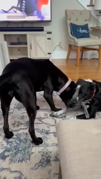 Enlarge CHARLOTTE, a Adoptable mixed breed in Alpharetta, GA video 4/6