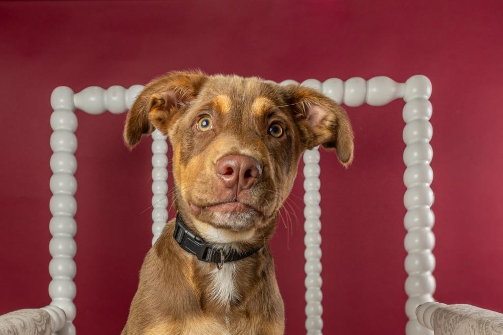 Stitch, Young Male Labrador Retriever