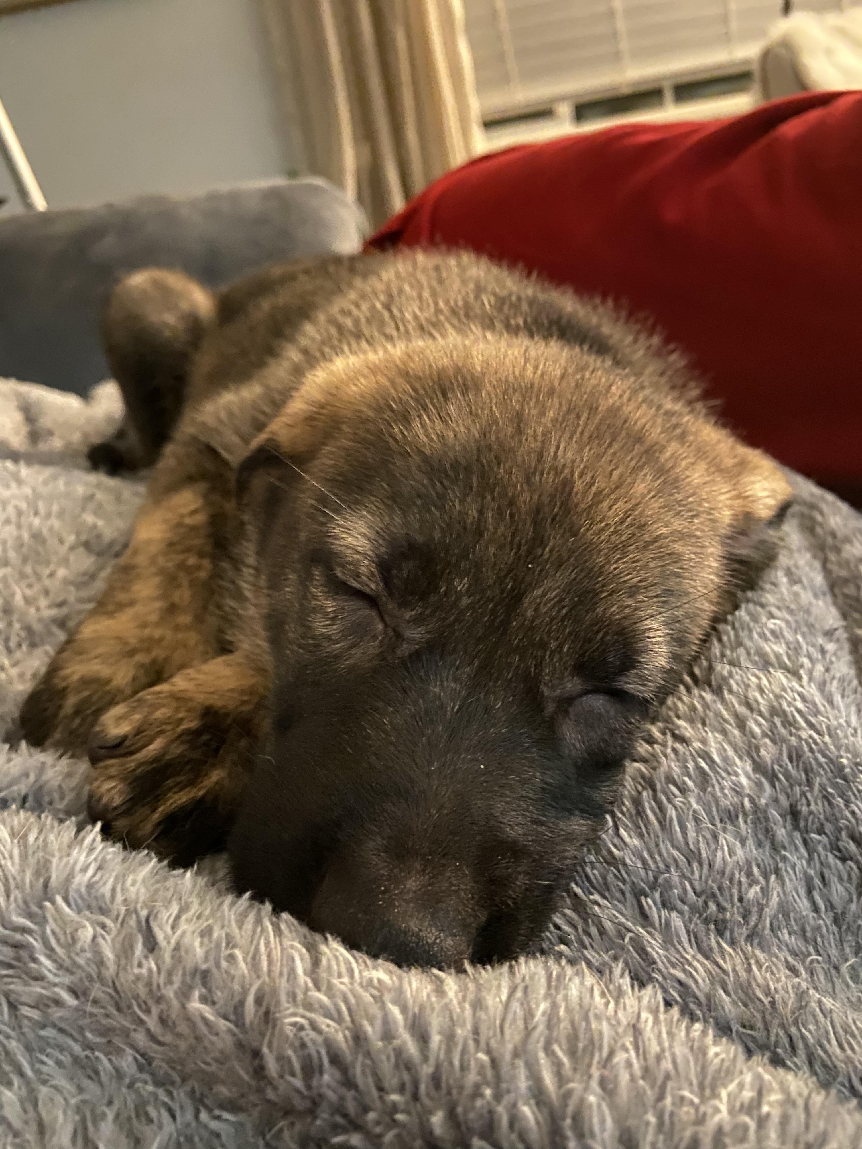 Enlarge Dory, a Adopted mixed breed in Central Point, OR image 2/6