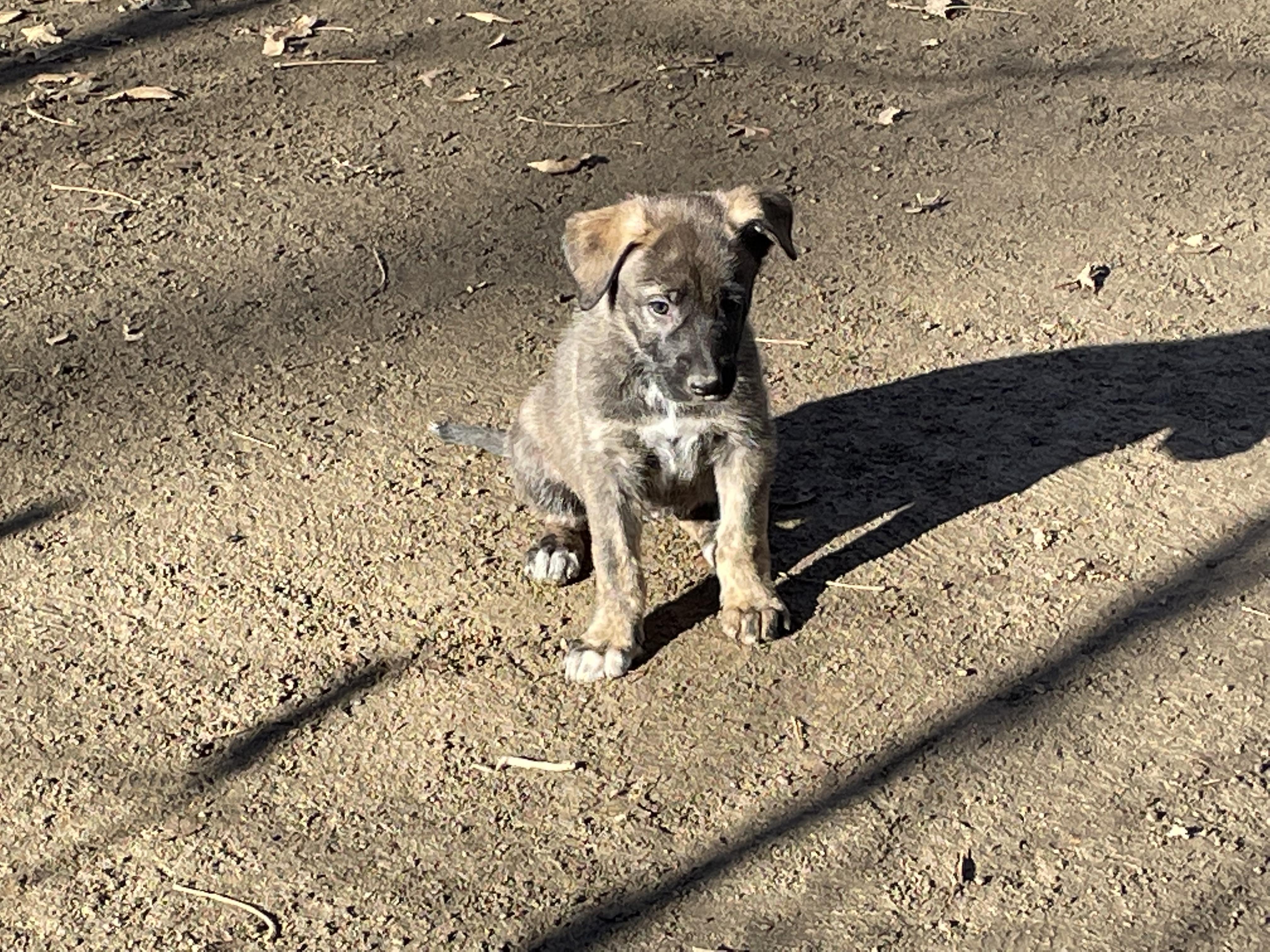 Enlarge Dory, a Adopted mixed breed in Central Point, OR image 5/6