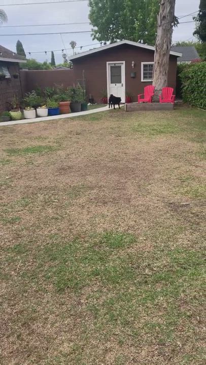 Enlarge Ramona, a Adopted Labrador Retriever in Newport Beach, CA video 2/3