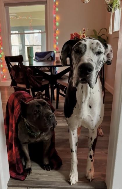 Esmeralda — thumbnail 2