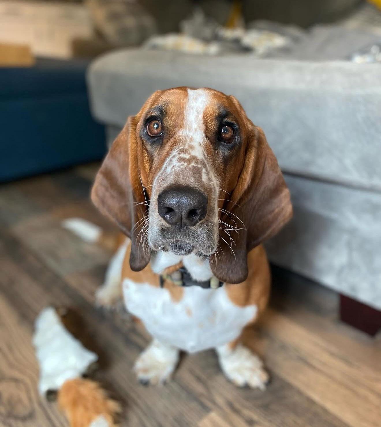 Clay, a Adopted Basset Hound in Council Bluffs, IA image 1/3