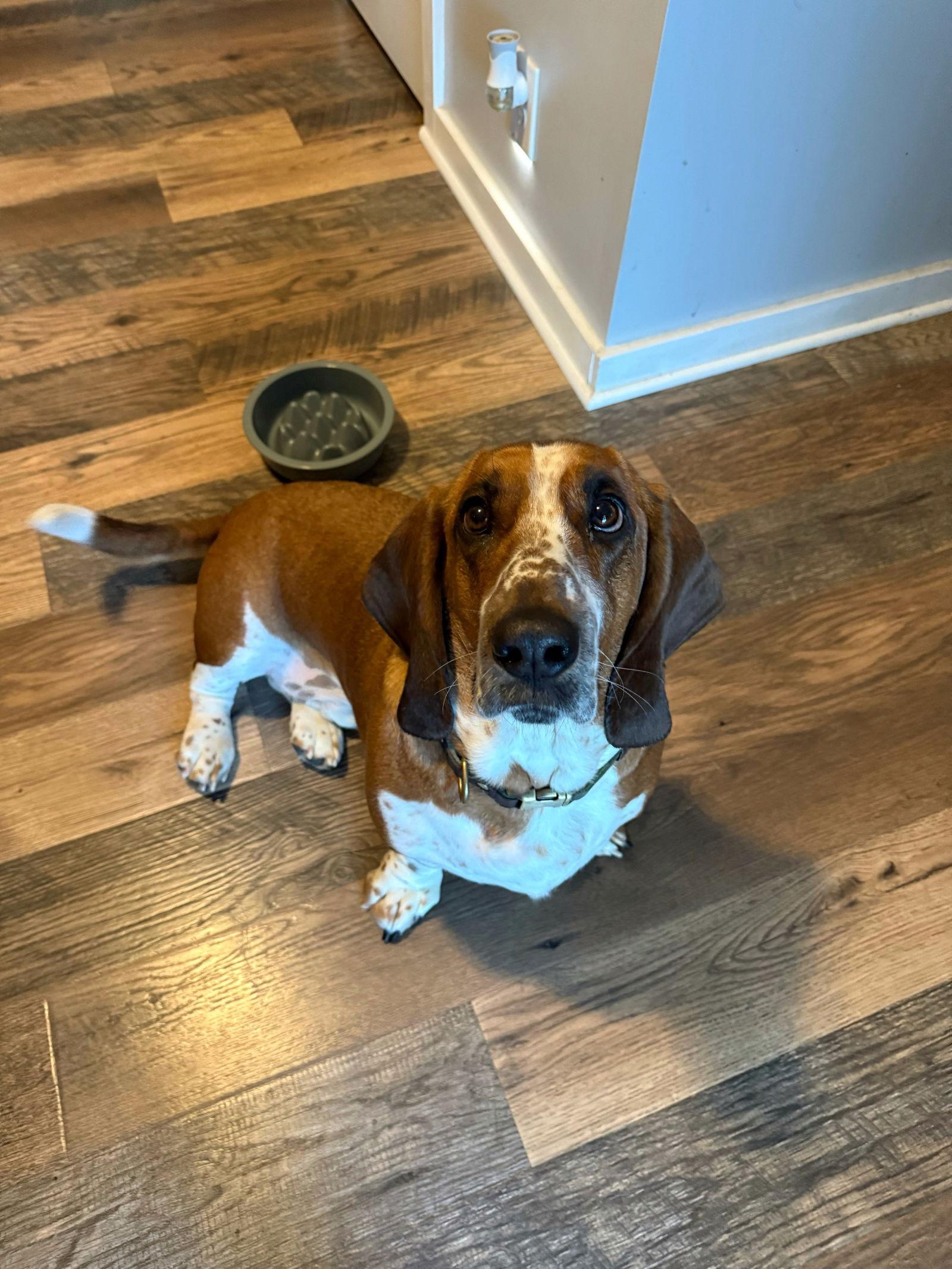 Clay, a Adopted Basset Hound in Council Bluffs, IA image 3/3